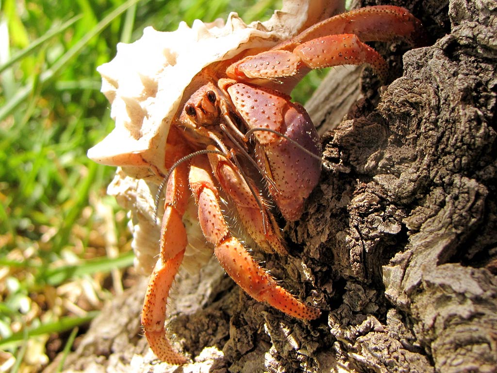 Free Hermit Crab Wallpaper Wallpapers Download - Hermit Crab Wallpapers Hd - HD Wallpaper 