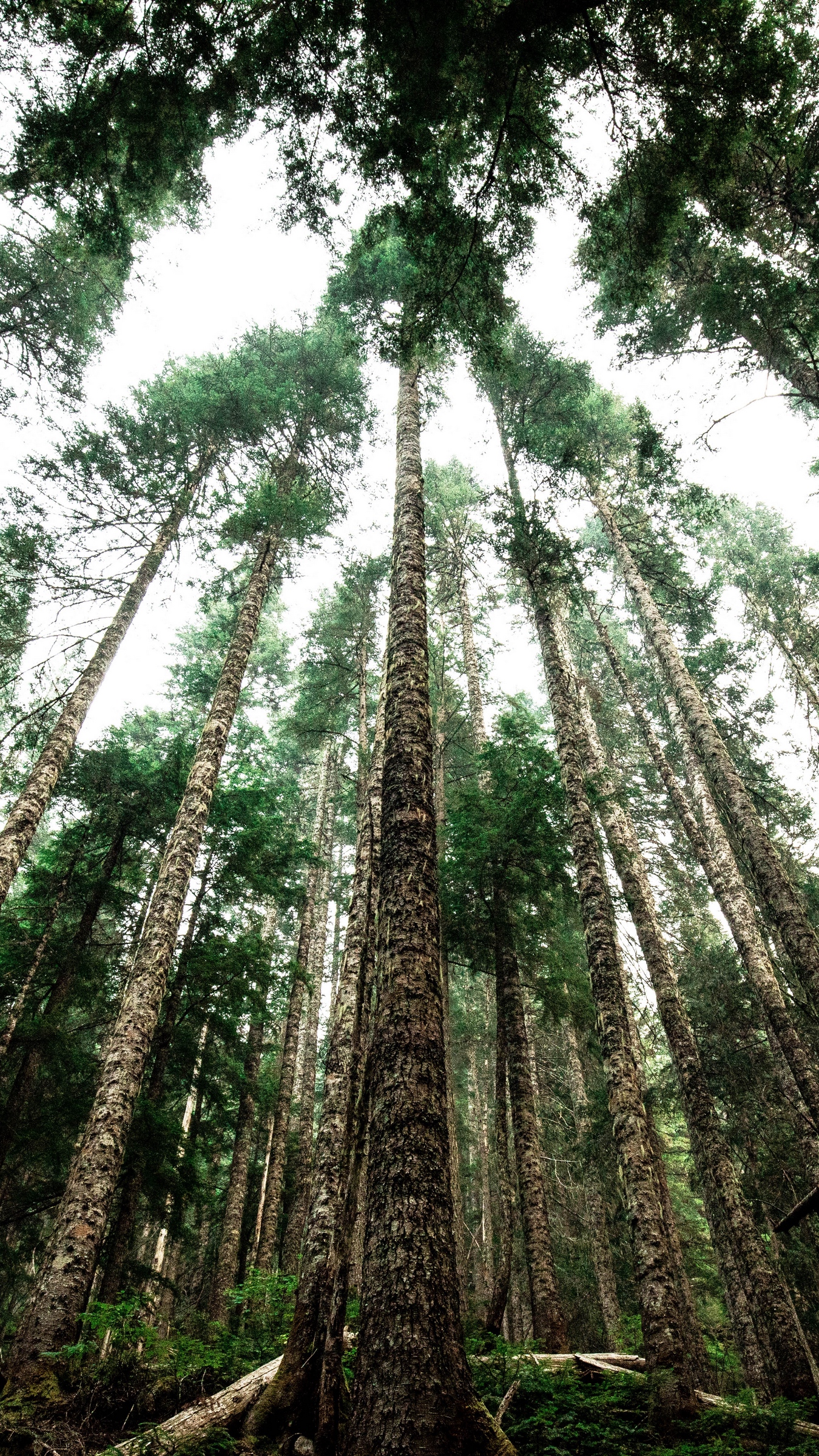 Wallpaper Trees, Tops, Trunks, Crowns, Forest - Wallpaper - HD Wallpaper 