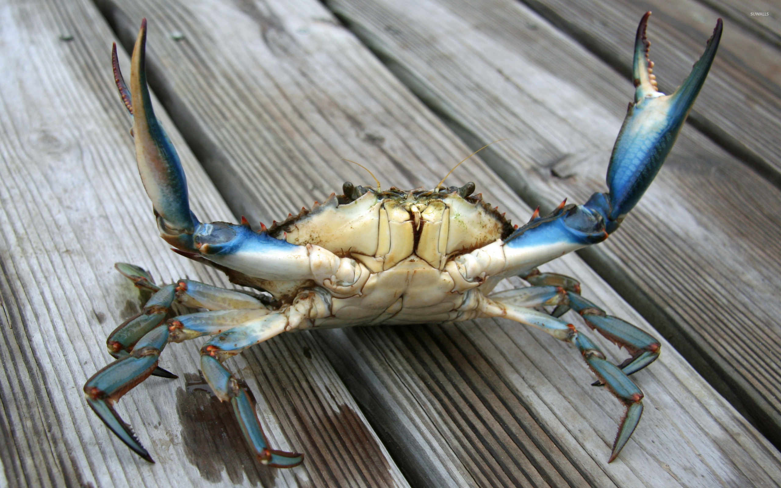 Crab With Claws Up - HD Wallpaper 