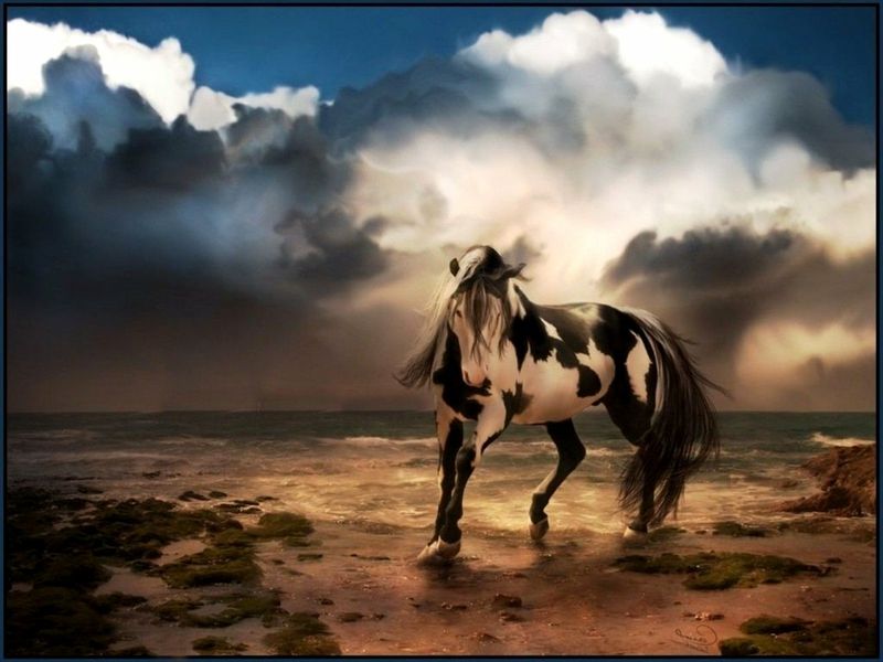 Cool Horse - HD Wallpaper 