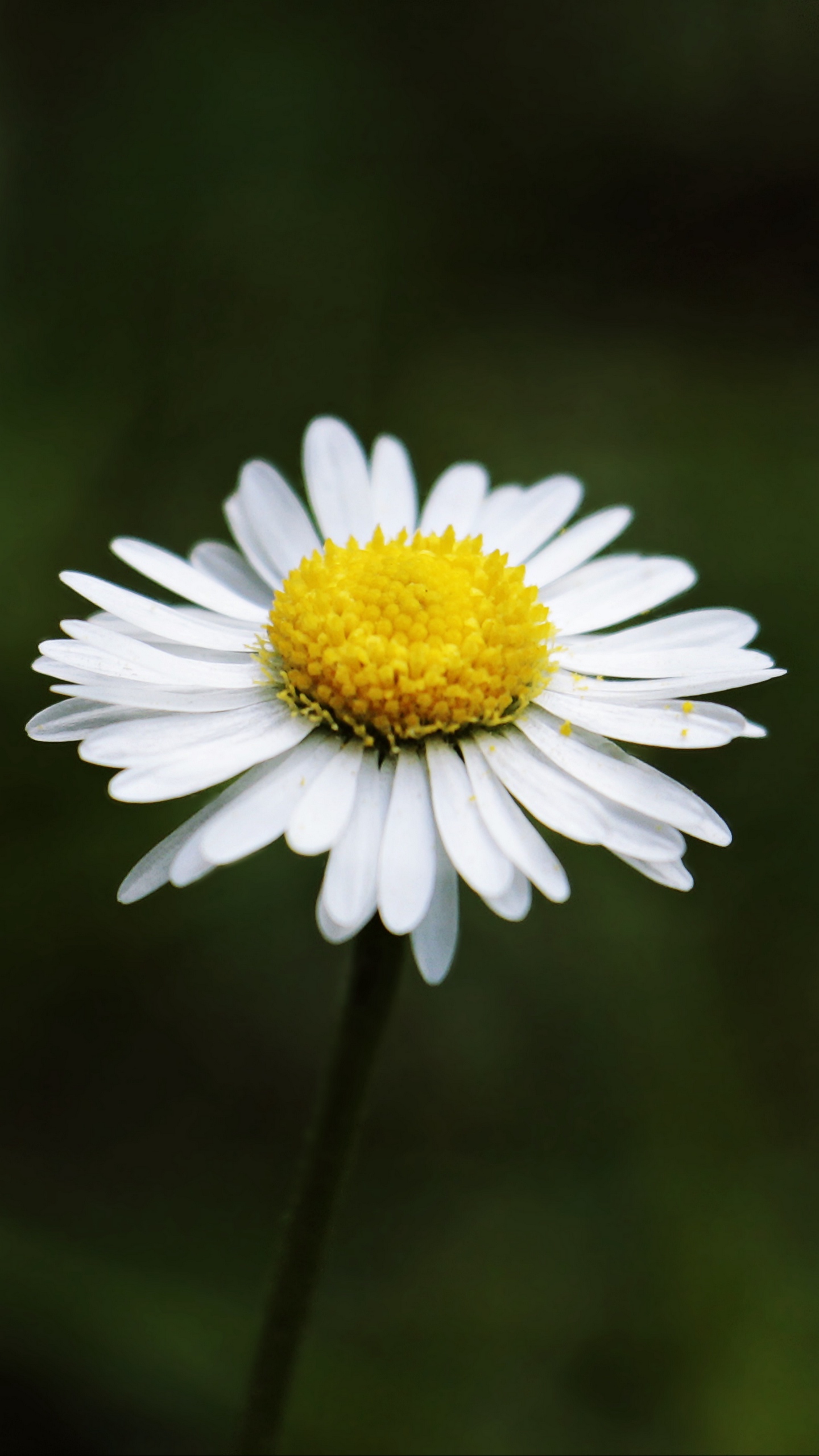 Wallpaper Daisy, Flower, Stem - Just Because You Can T Experience Everything Doesn - HD Wallpaper 