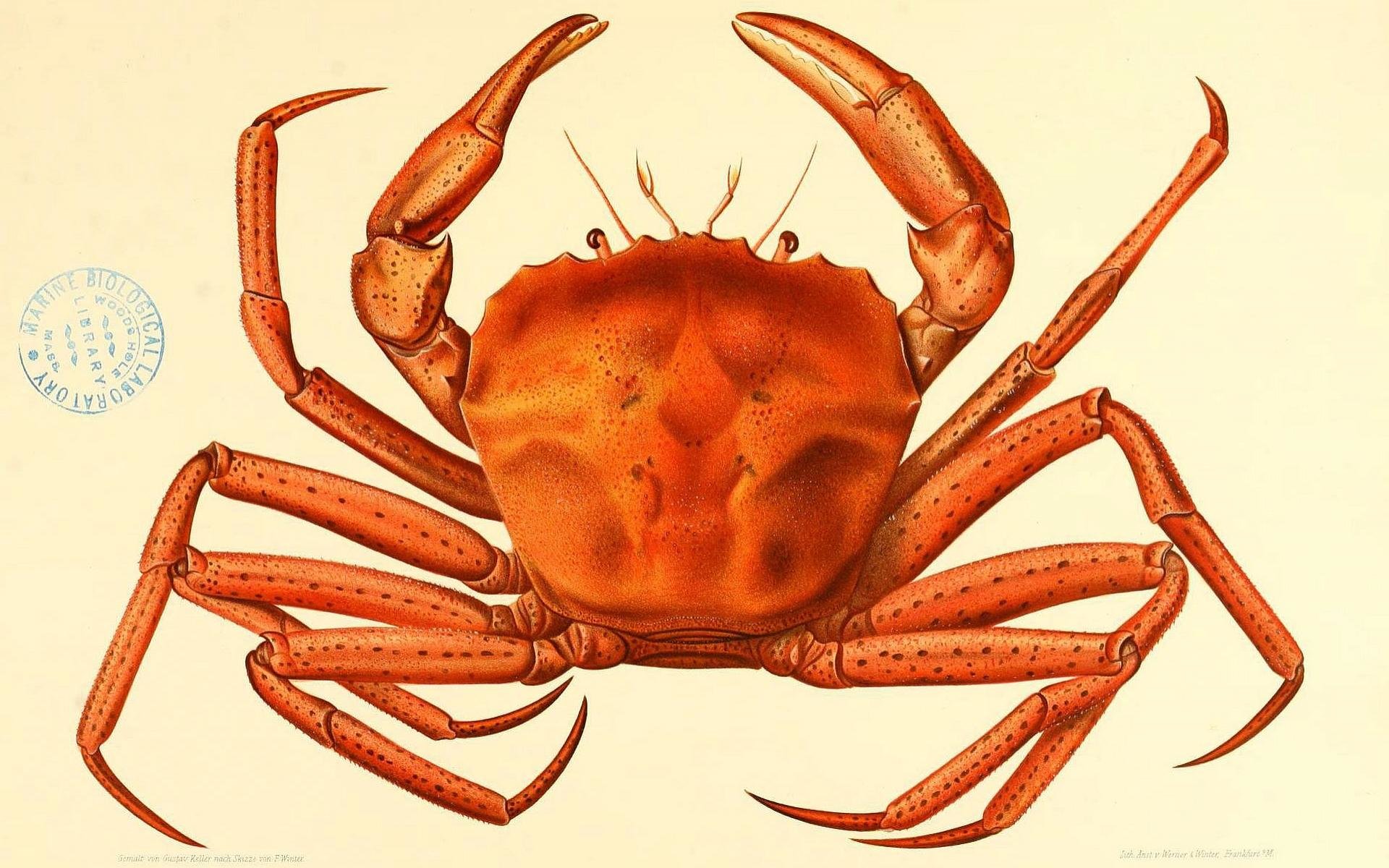 Free Download Crab Wallpaper Id - Vintage Crab - HD Wallpaper 