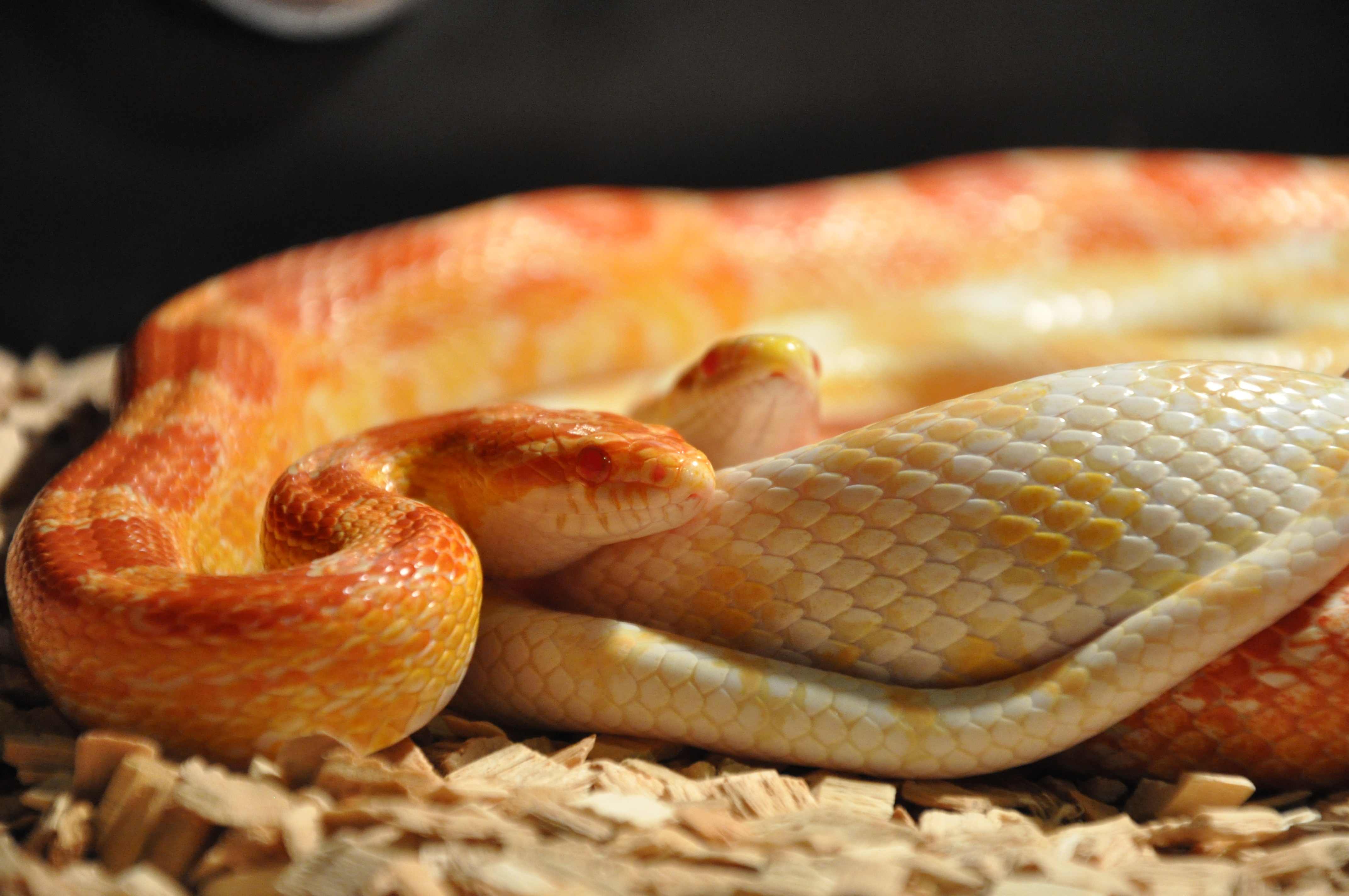 Background Wallpaper Corn Snakes Reptile Scale Terrarium - Snakes - HD Wallpaper 