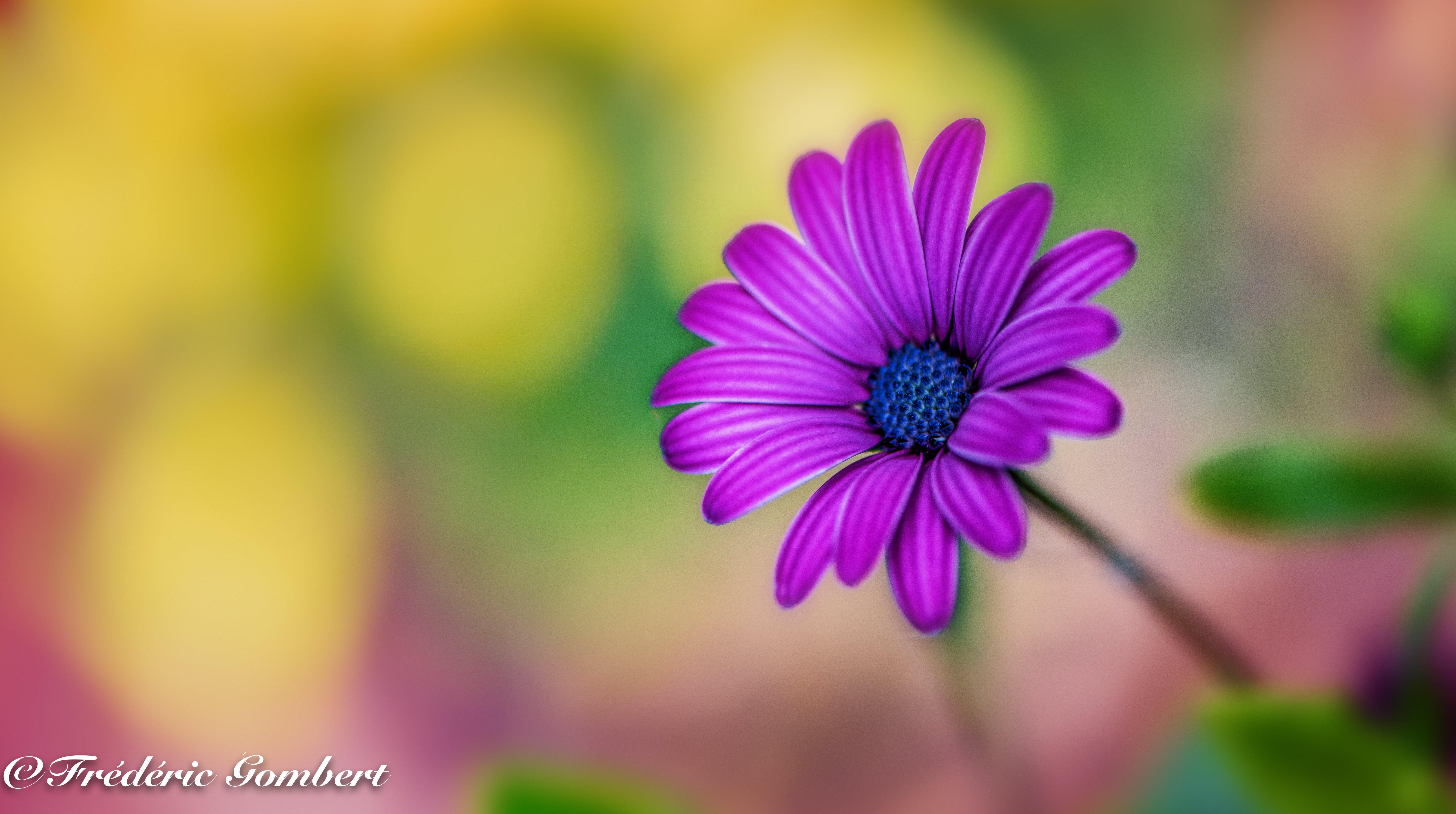 Daisy Flower Wallpaper In Purple - HD Wallpaper 