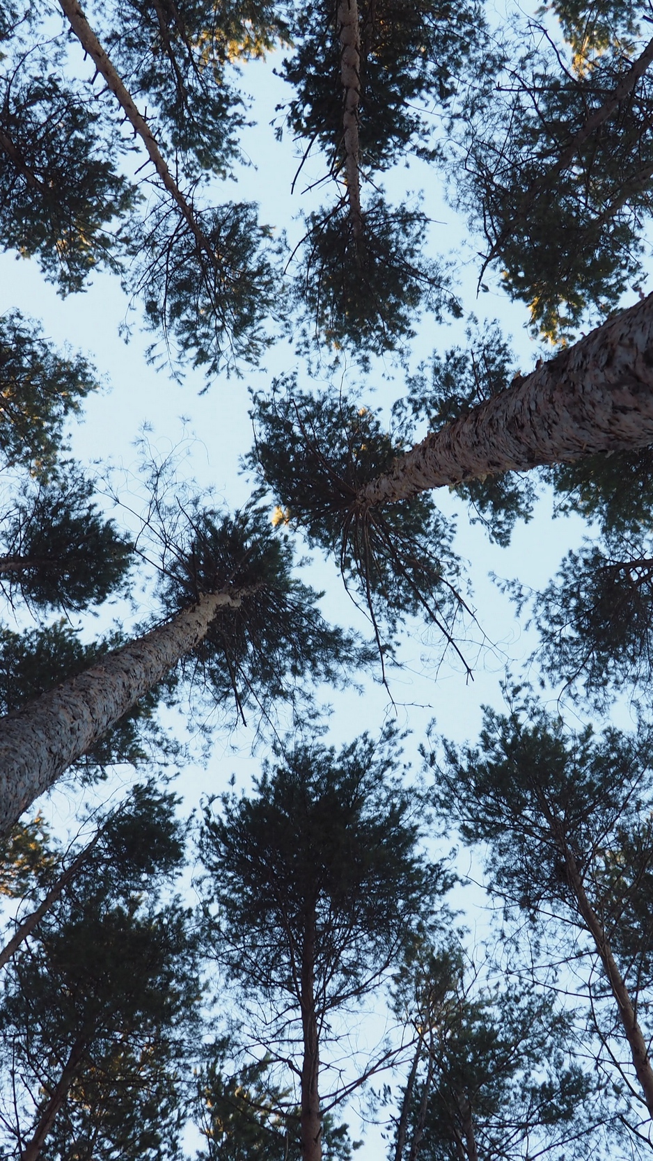Wallpaper Trees, Bottom View, Trunks, Branches - Pond Pine - HD Wallpaper 