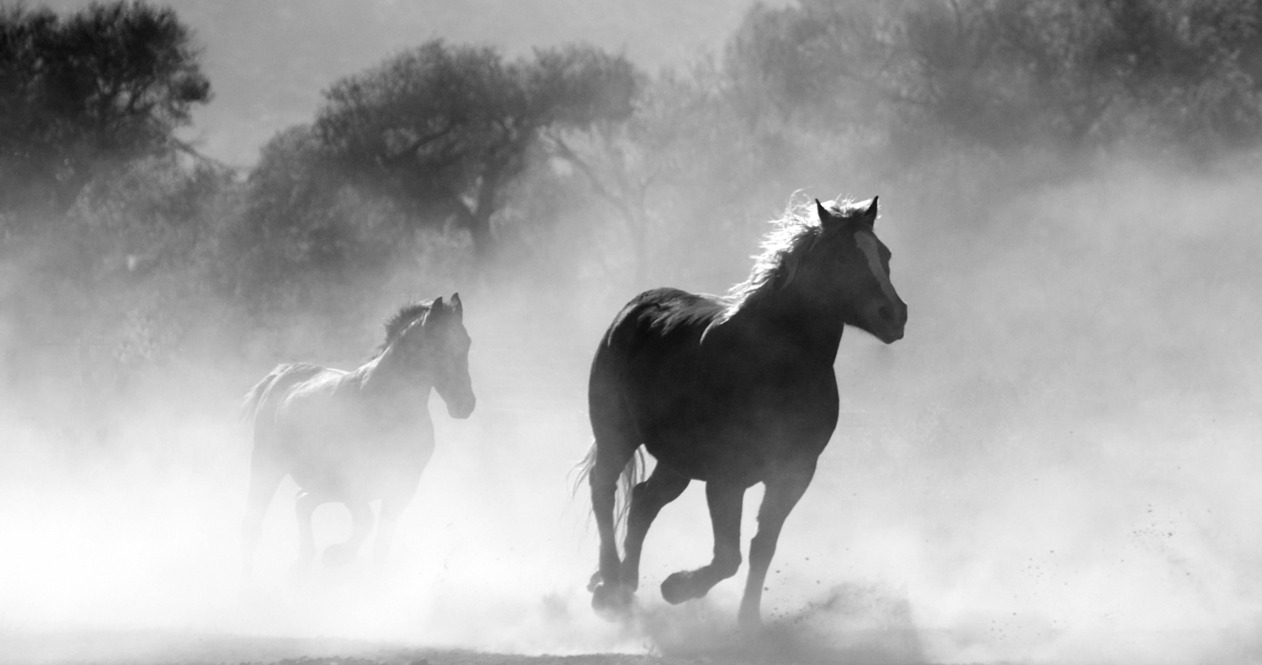 Black And White Horse Wallpaper Hd - HD Wallpaper 