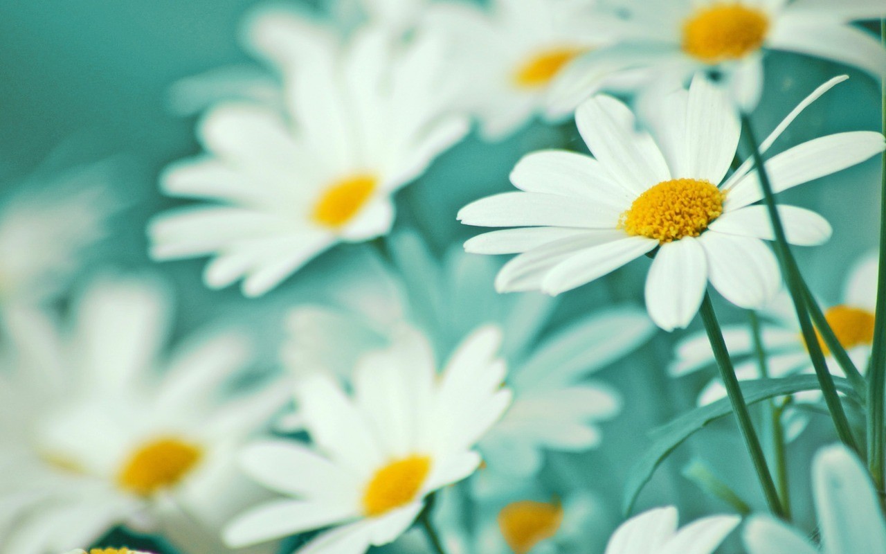 Daisy Flowers Wallpaper Photo - Daisies Wallpaper Vintage - HD Wallpaper 