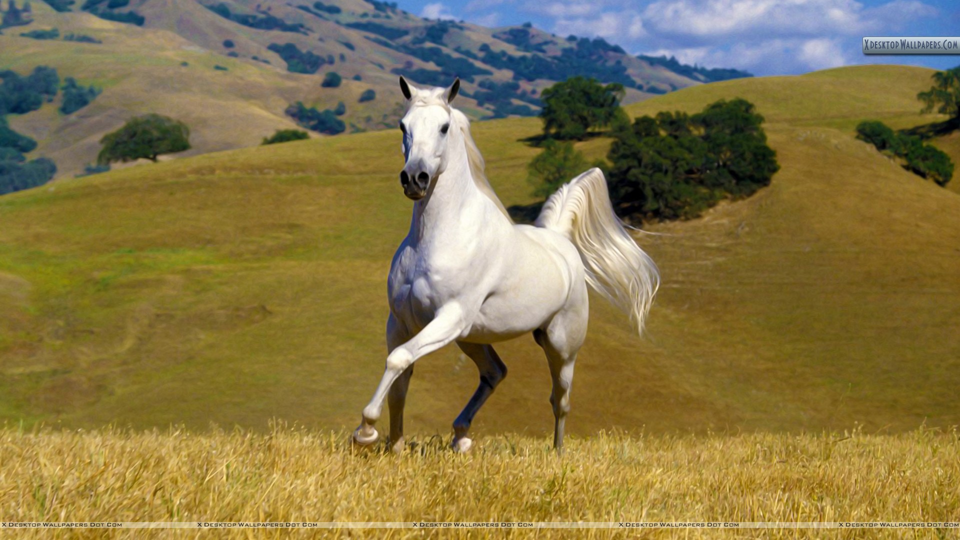 White Horse - HD Wallpaper 