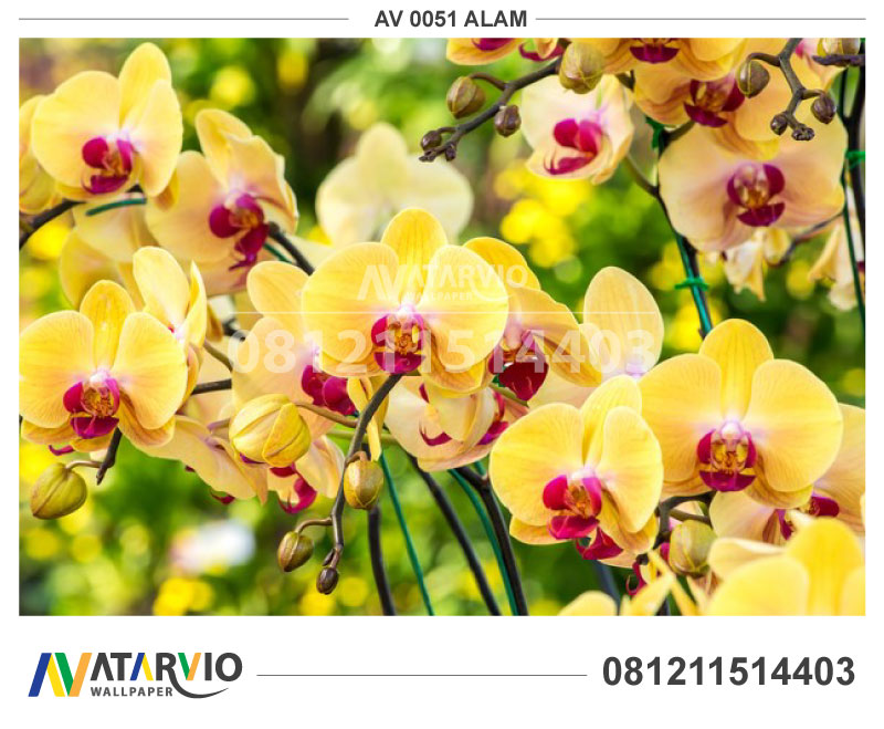 Harga Wallpaper Murah Jakarta - Orquideas Amarillas - HD Wallpaper 