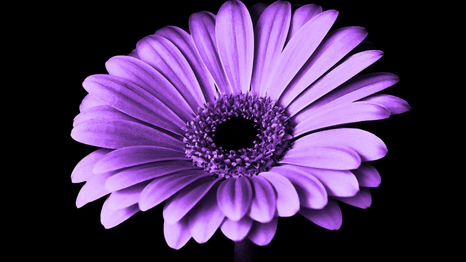 Wallpaper Violet Daisy Flower - Violet Daisy Flower - HD Wallpaper 