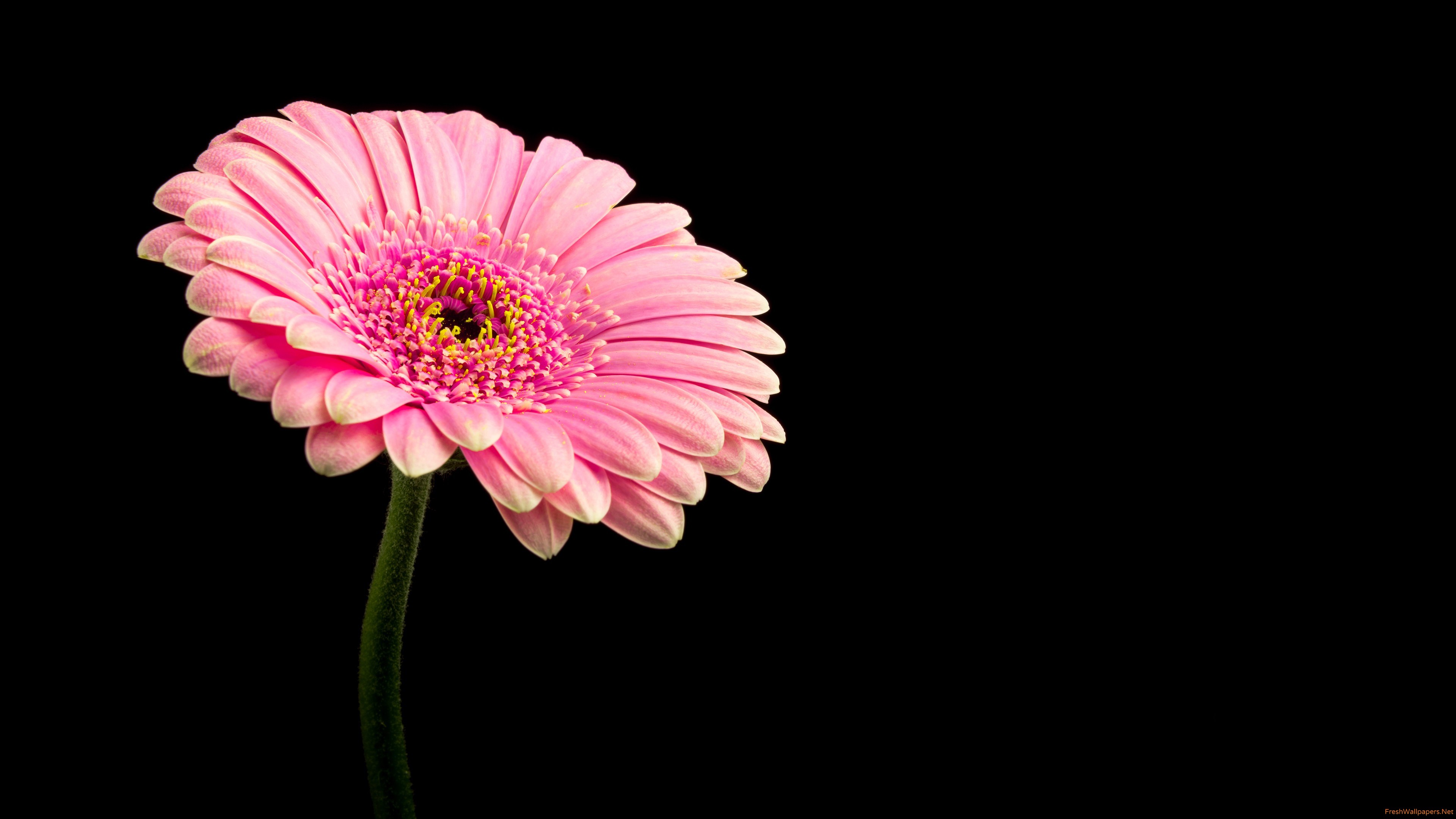 Good Morning Single Flowers - HD Wallpaper 