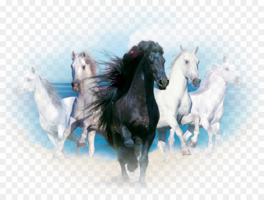 Andalusian Horse Desktop Wallpaper - High Resolution White Horse - HD Wallpaper 