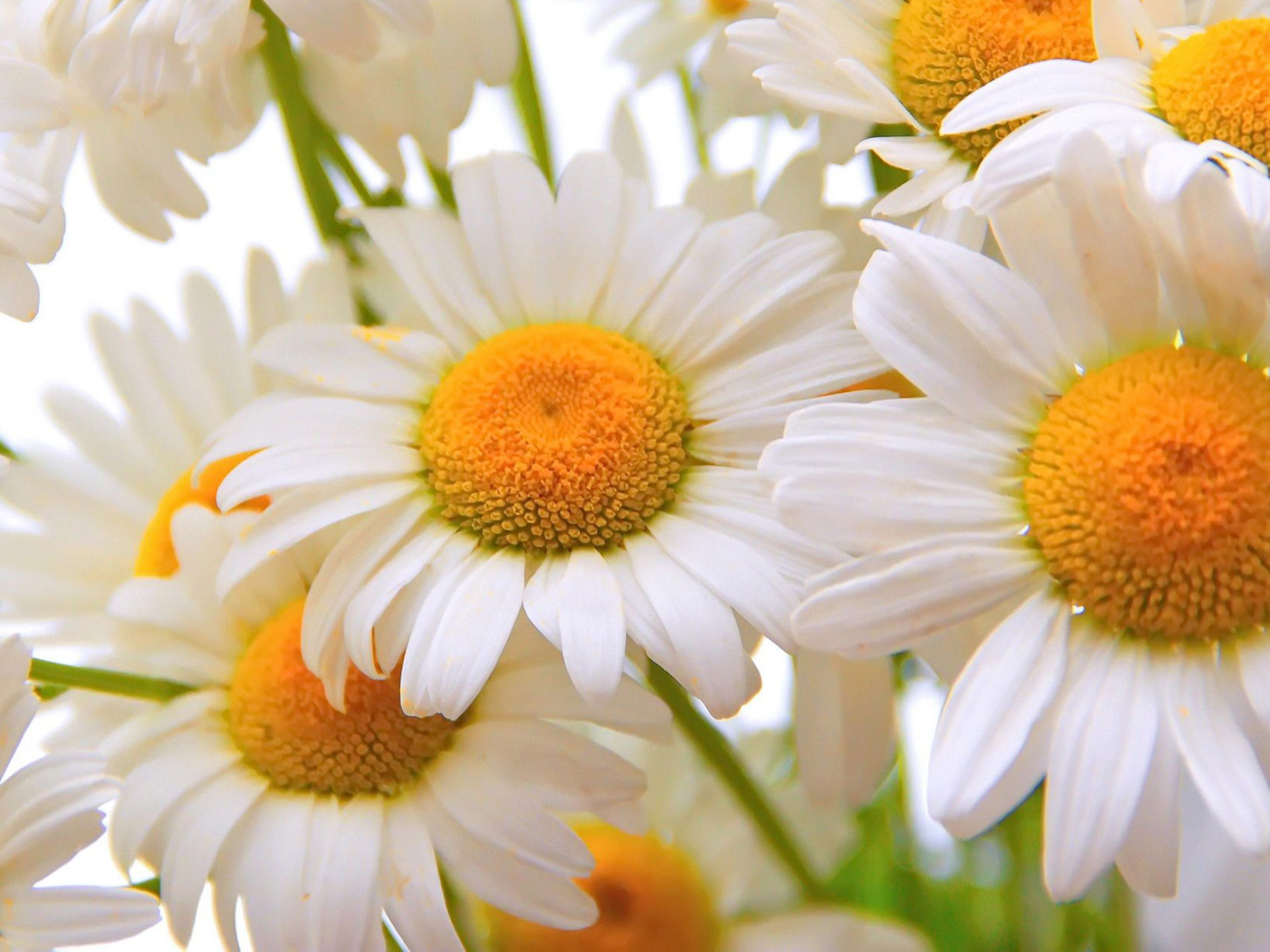 День Гадания На Ромашке - HD Wallpaper 