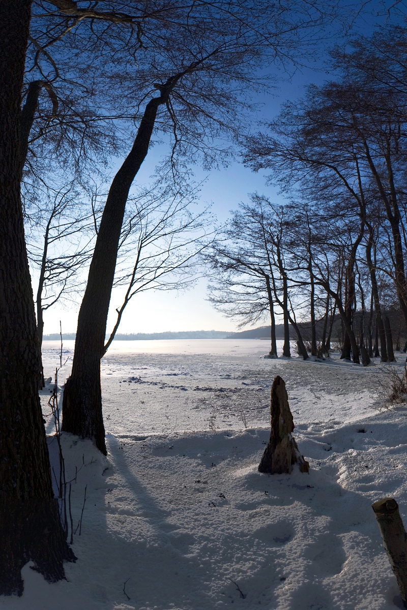 Wallpaper Trees, Snow, Crust, Winter, Trunks - Wallpaper - HD Wallpaper 