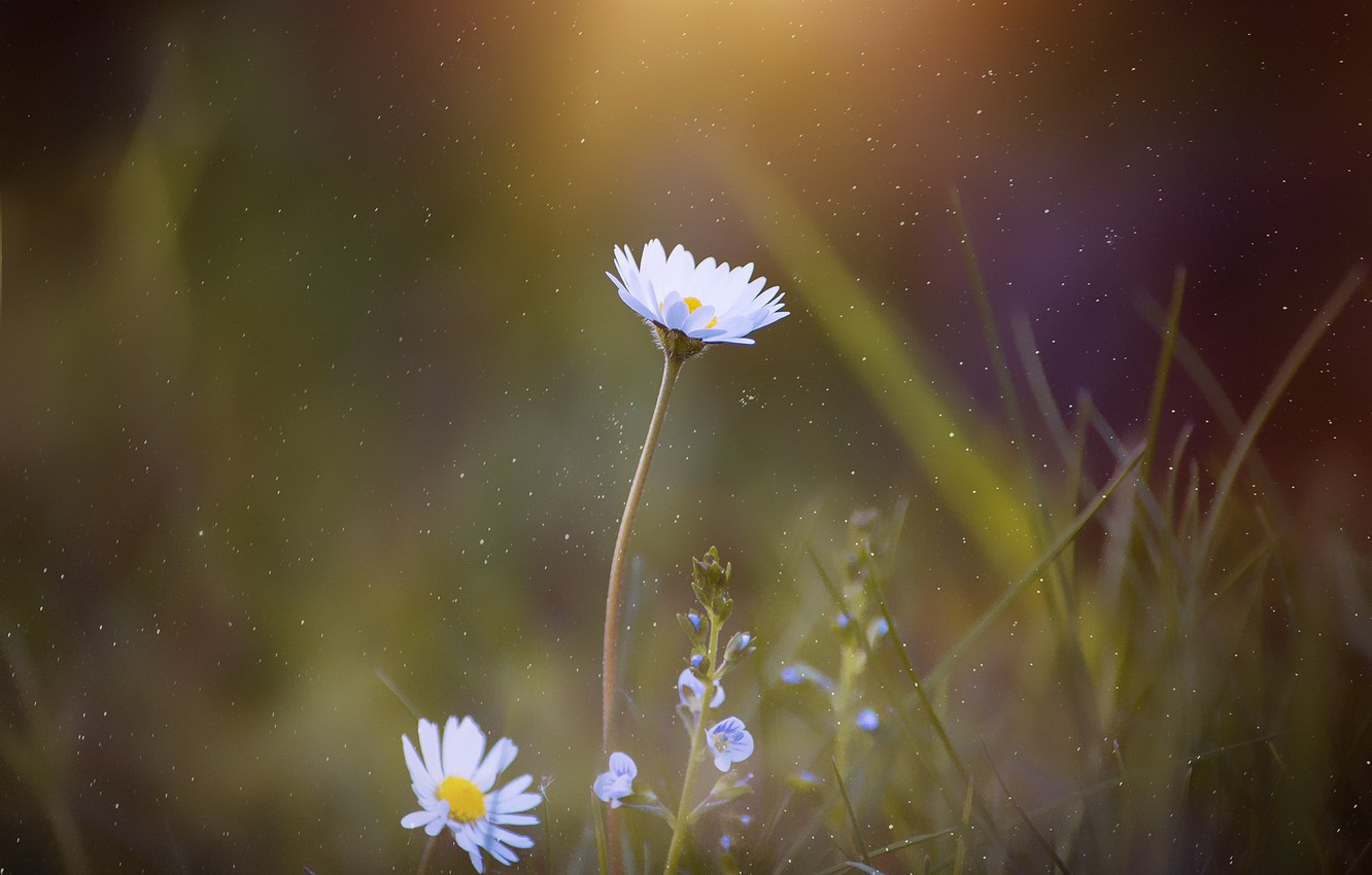 Photo Wallpaper Macro, Flowers, Nature, Flower, Daisy, - Daisy Flower - HD Wallpaper 