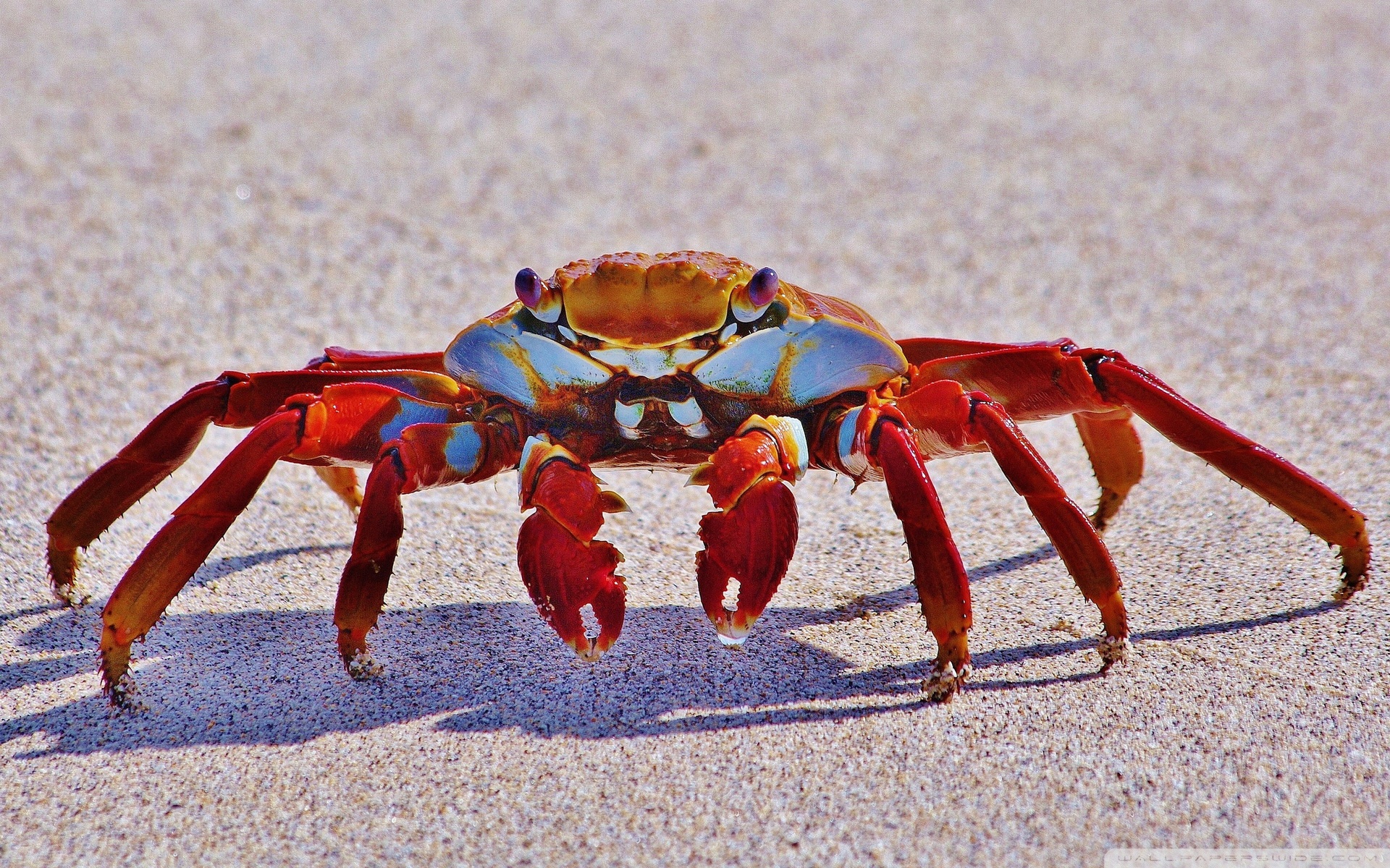 Crab On Beach - HD Wallpaper 