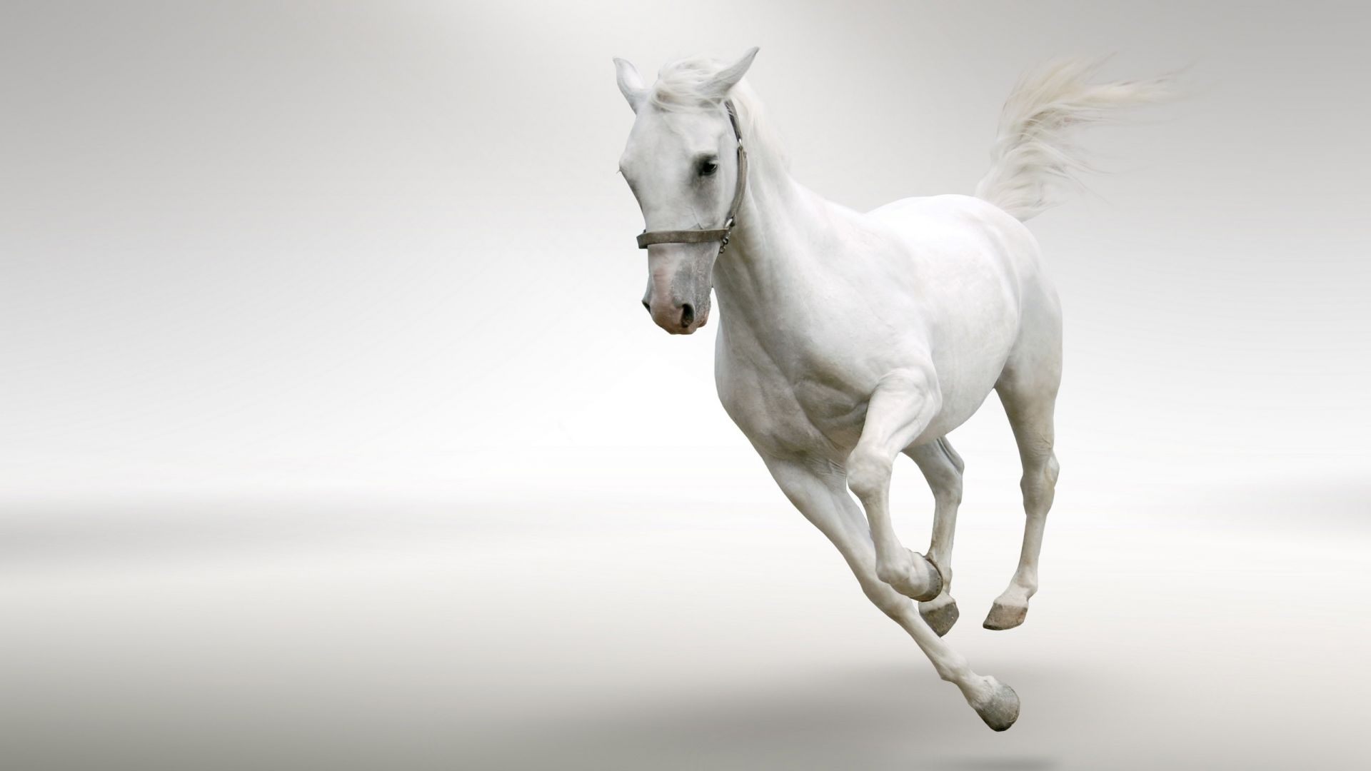 White Horse Running Images Hd - HD Wallpaper 