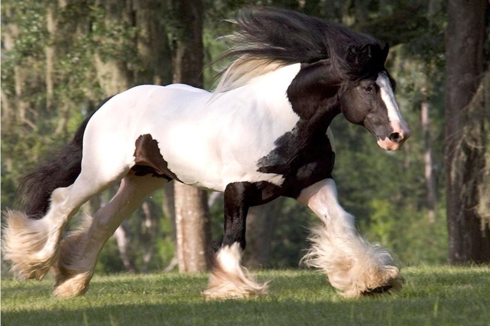 Horse - HD Wallpaper 