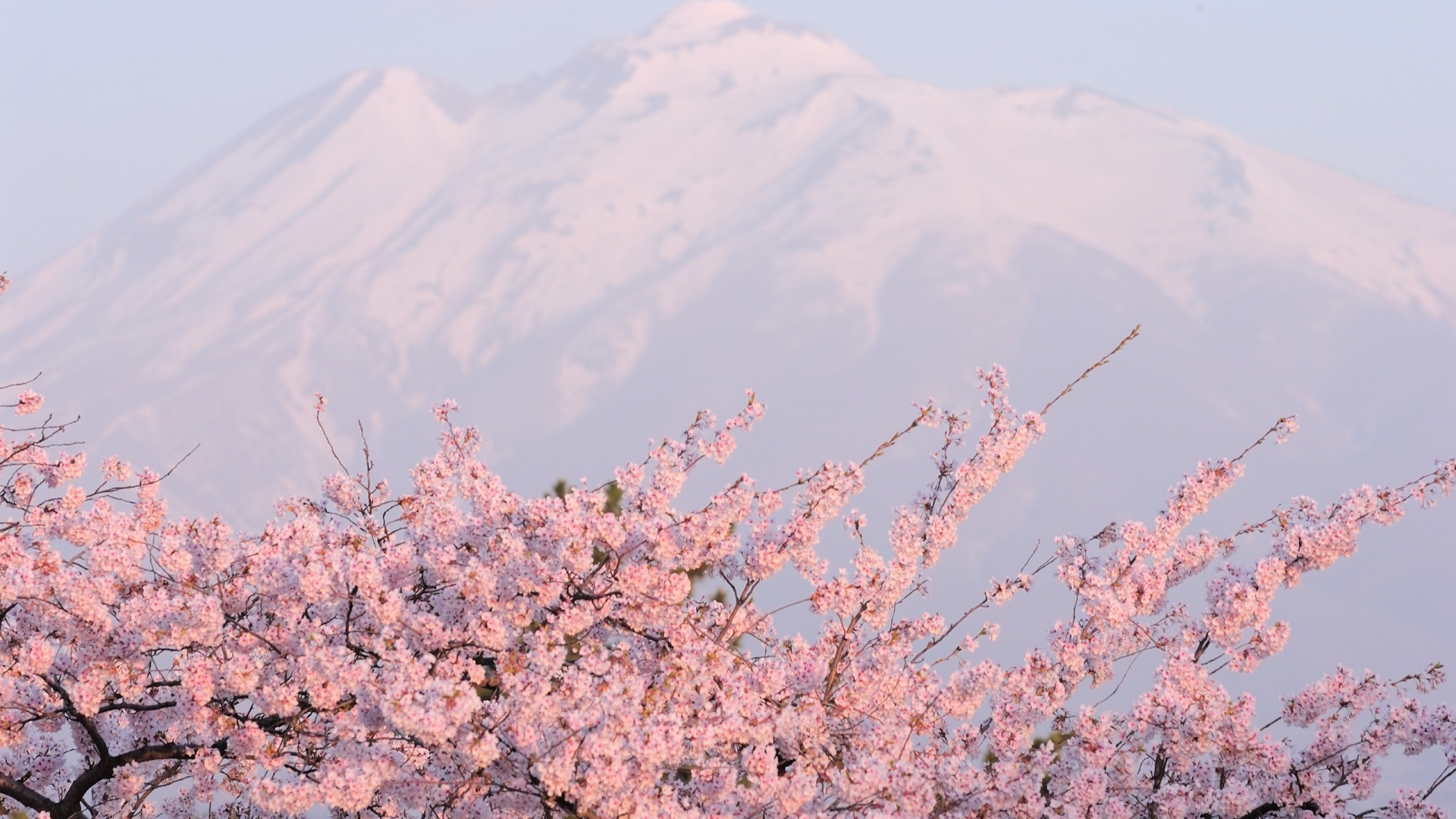 Wallpaper Sakura Mountain Snow Japan - Cherry Blossoms Snow Mountain - HD Wallpaper 