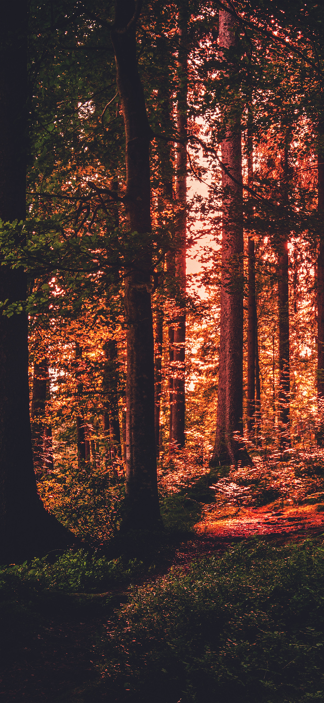 Woods Wallpaper Iphone - HD Wallpaper 