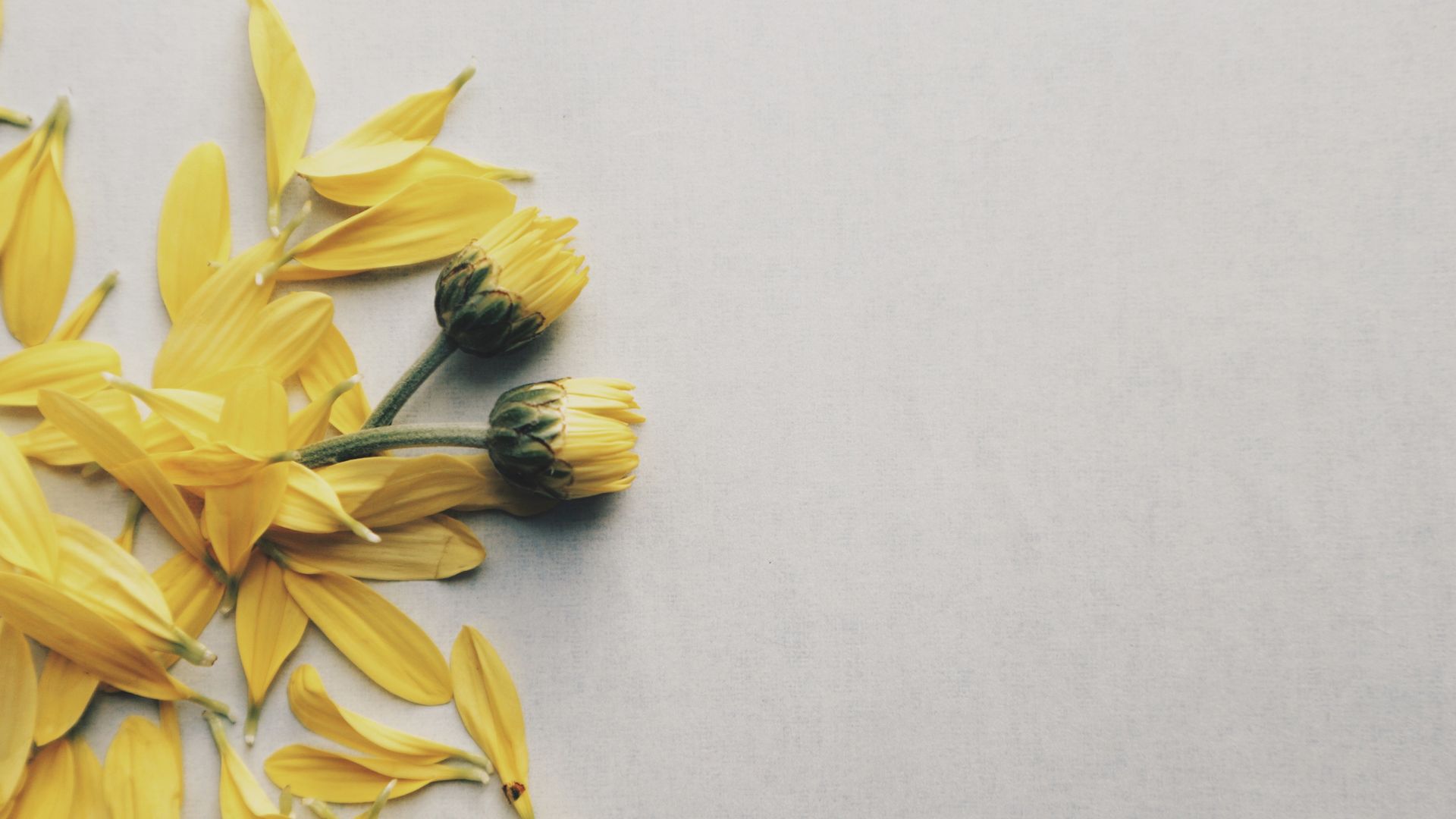Yellow Daisy Flower Petals And Buds - Yellow Photography - HD Wallpaper 