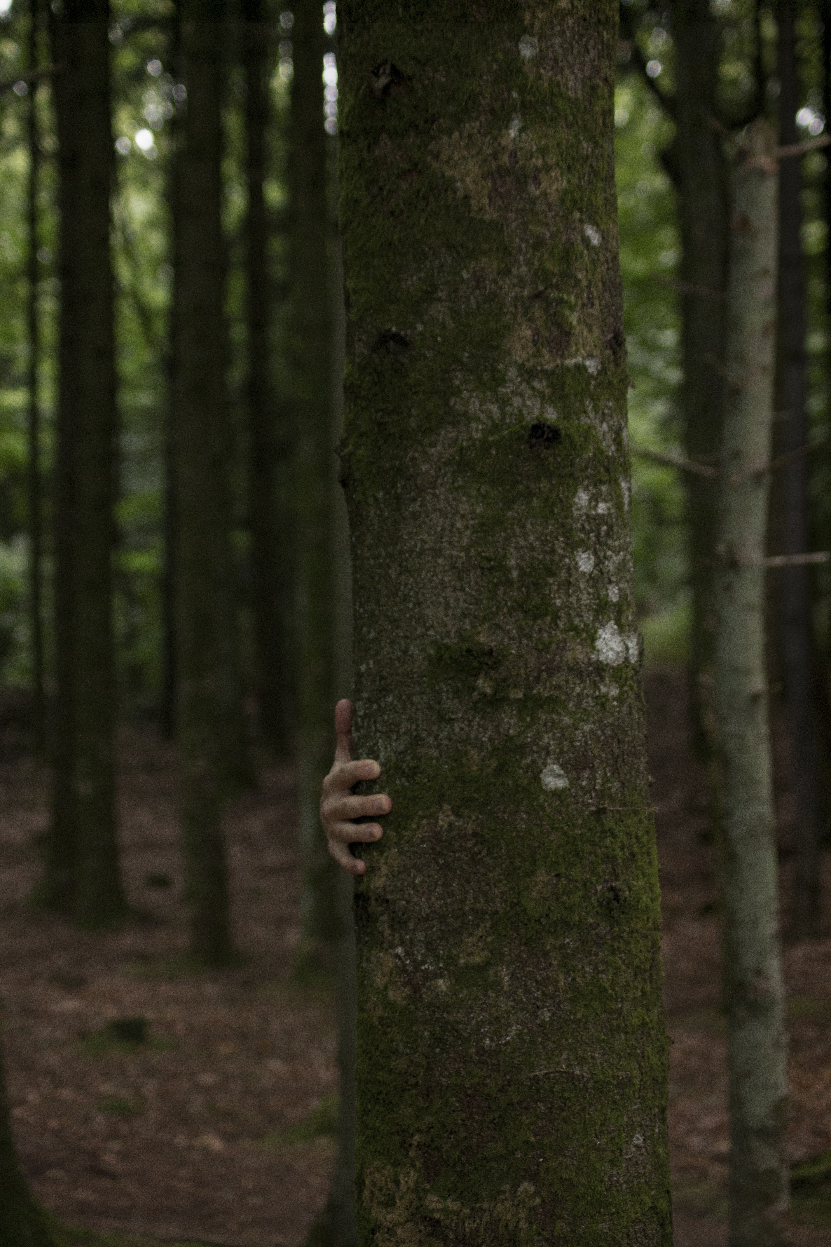 Person Hiding Behind Tree - HD Wallpaper 