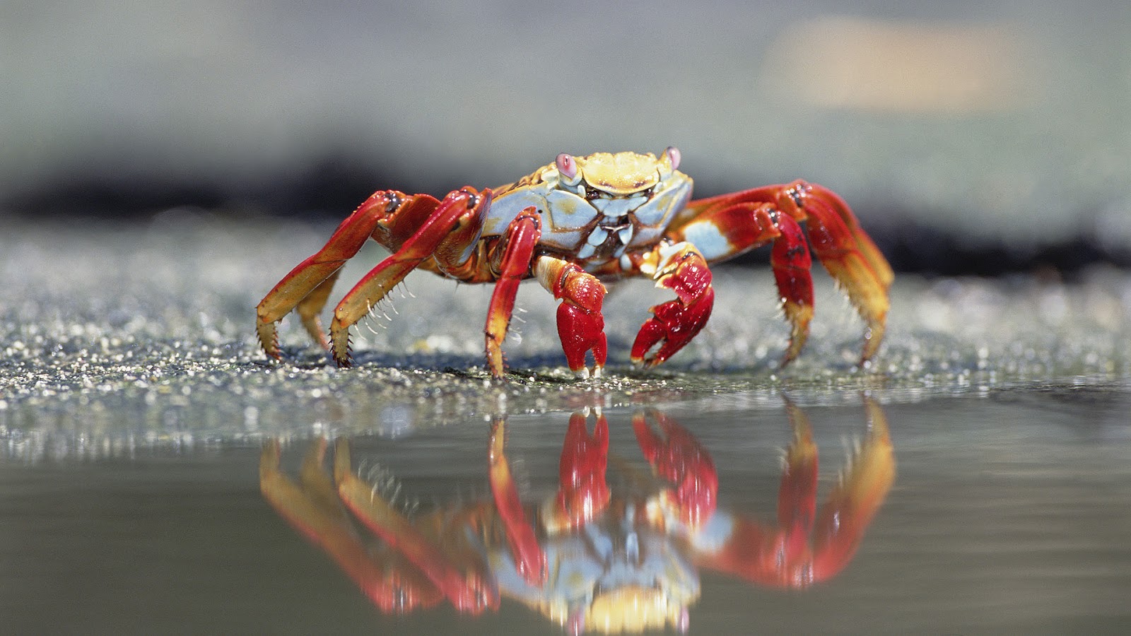 Hd Wallpaper Of Crabs - HD Wallpaper 