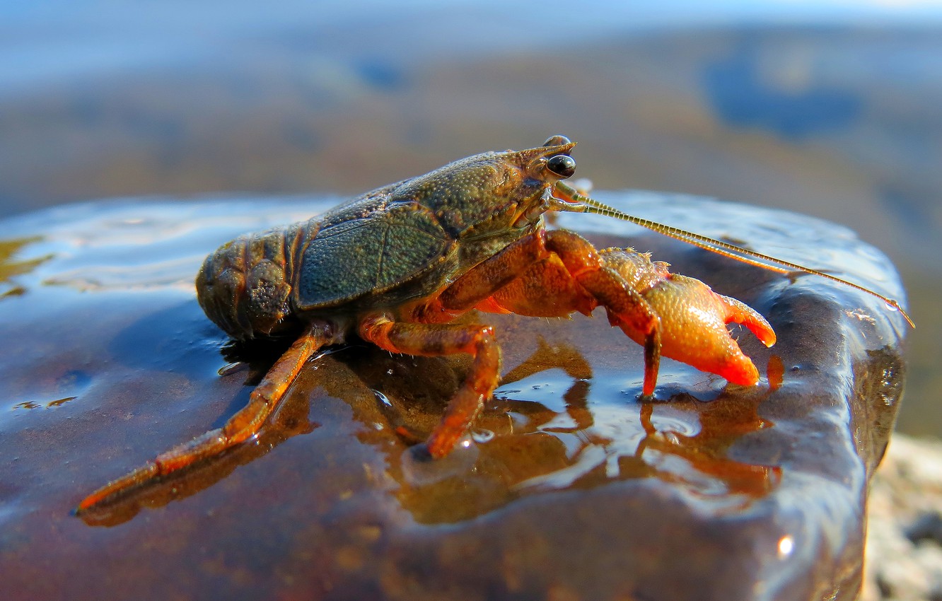 Photo Wallpaper Water, Nature, Pose, Background, Shore, - Insect - HD Wallpaper 