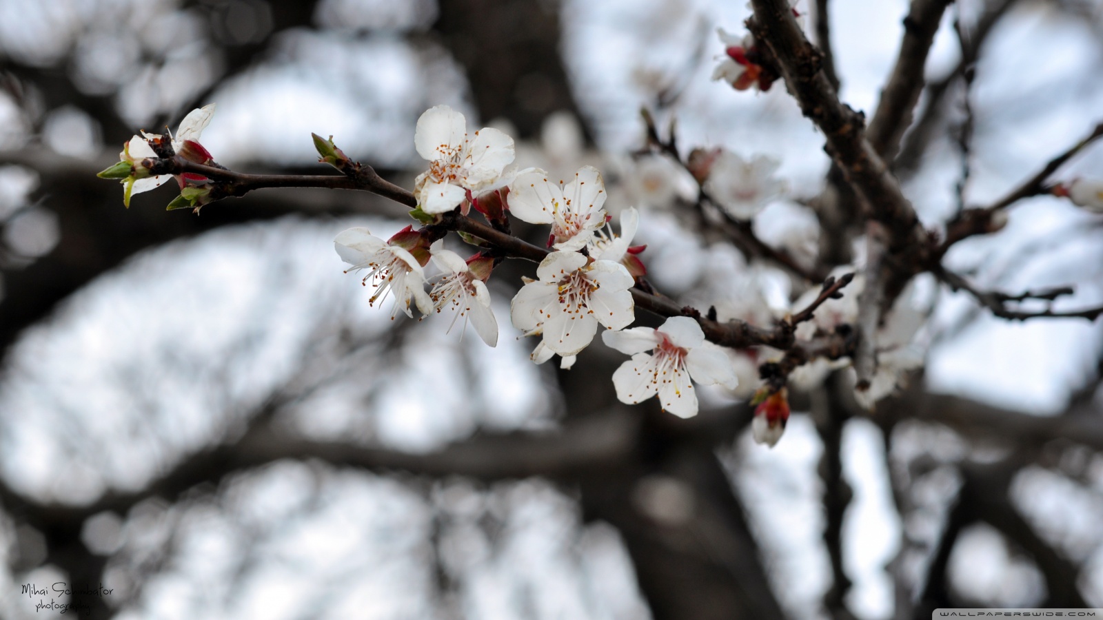 Resolusi Tinggi - HD Wallpaper 