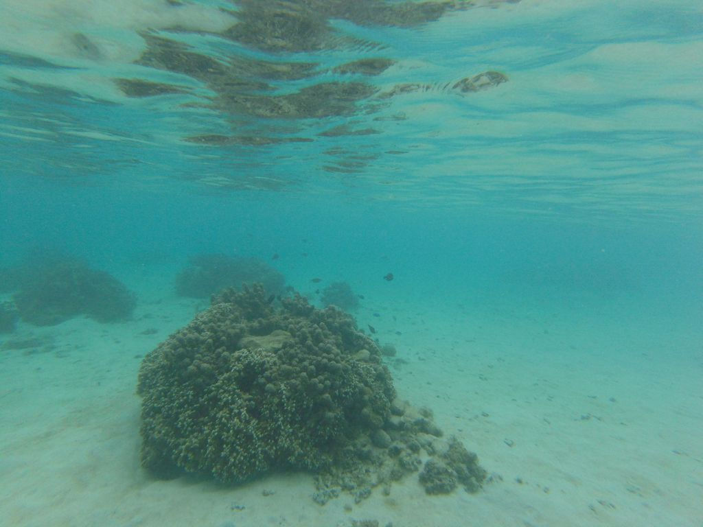 Pantai Snorkeling Terbaik Di Surga Laguna Tahiti - Underwater - HD Wallpaper 