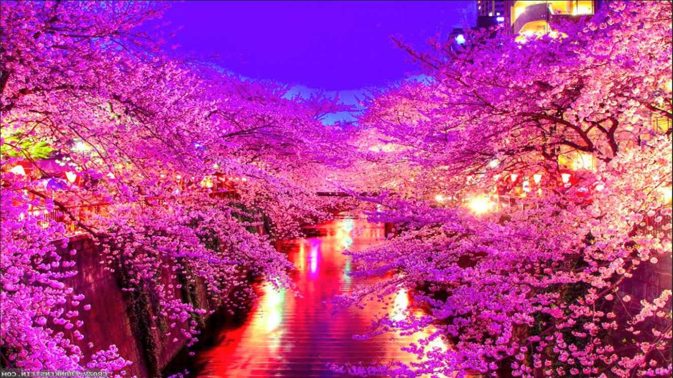 39 Wallpaper Pemandangan Alam Terindah Di Jepang Terpopuler - Pretty Cherry Blossom Laptop Background - HD Wallpaper 