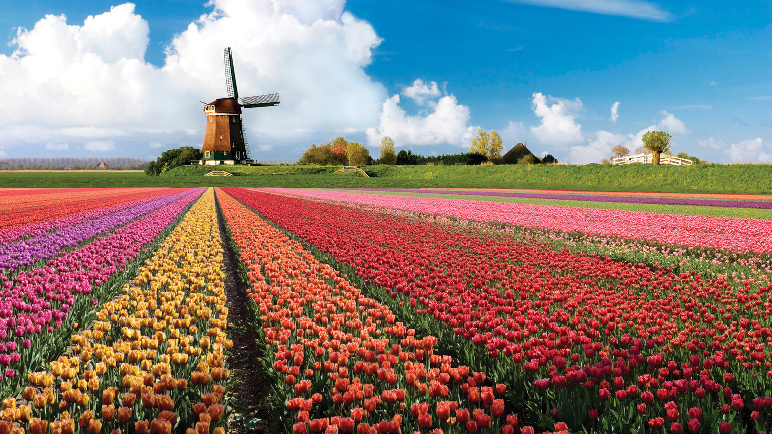 Wallpaper Tercantik Di Dunia - Cultivo De Tulipanes En Holanda - HD Wallpaper 