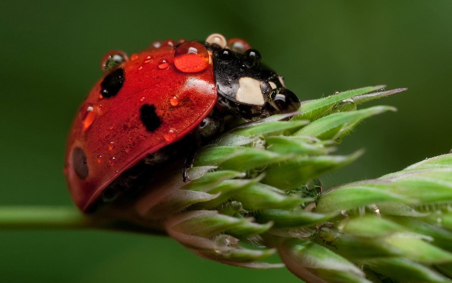Pc Bugs Wallpapers, Beli Kampshell - Water Droplets On Animals - HD Wallpaper 