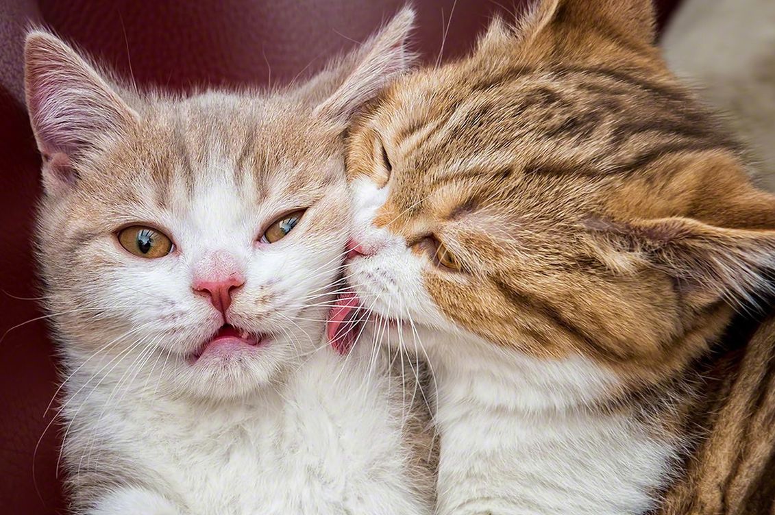 Cute Cat Cat Wallpaper Download - HD Wallpaper 