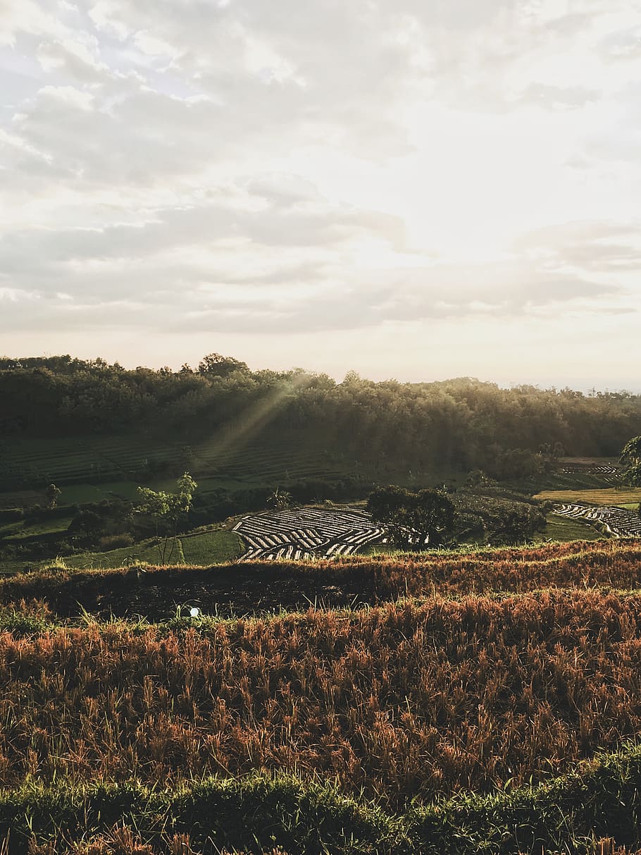 Field - HD Wallpaper 