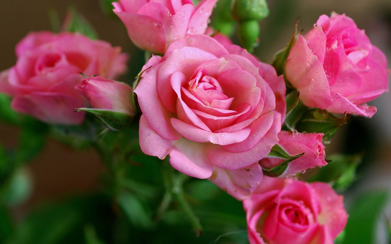 Wallpaper Yang Paling Cantik - Pink Roses In Nature - HD Wallpaper 