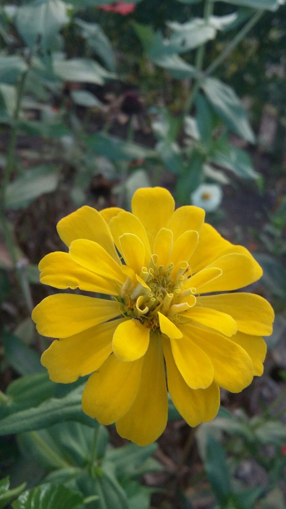 Tagetes Patula - HD Wallpaper 