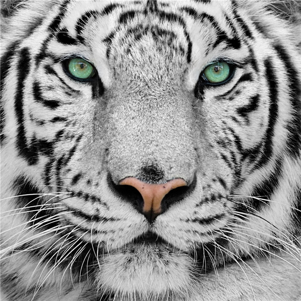 25 Wallpaper 3d Hewan Paling Populer Wallpaper Karungan - White Tiger Close Up - HD Wallpaper 