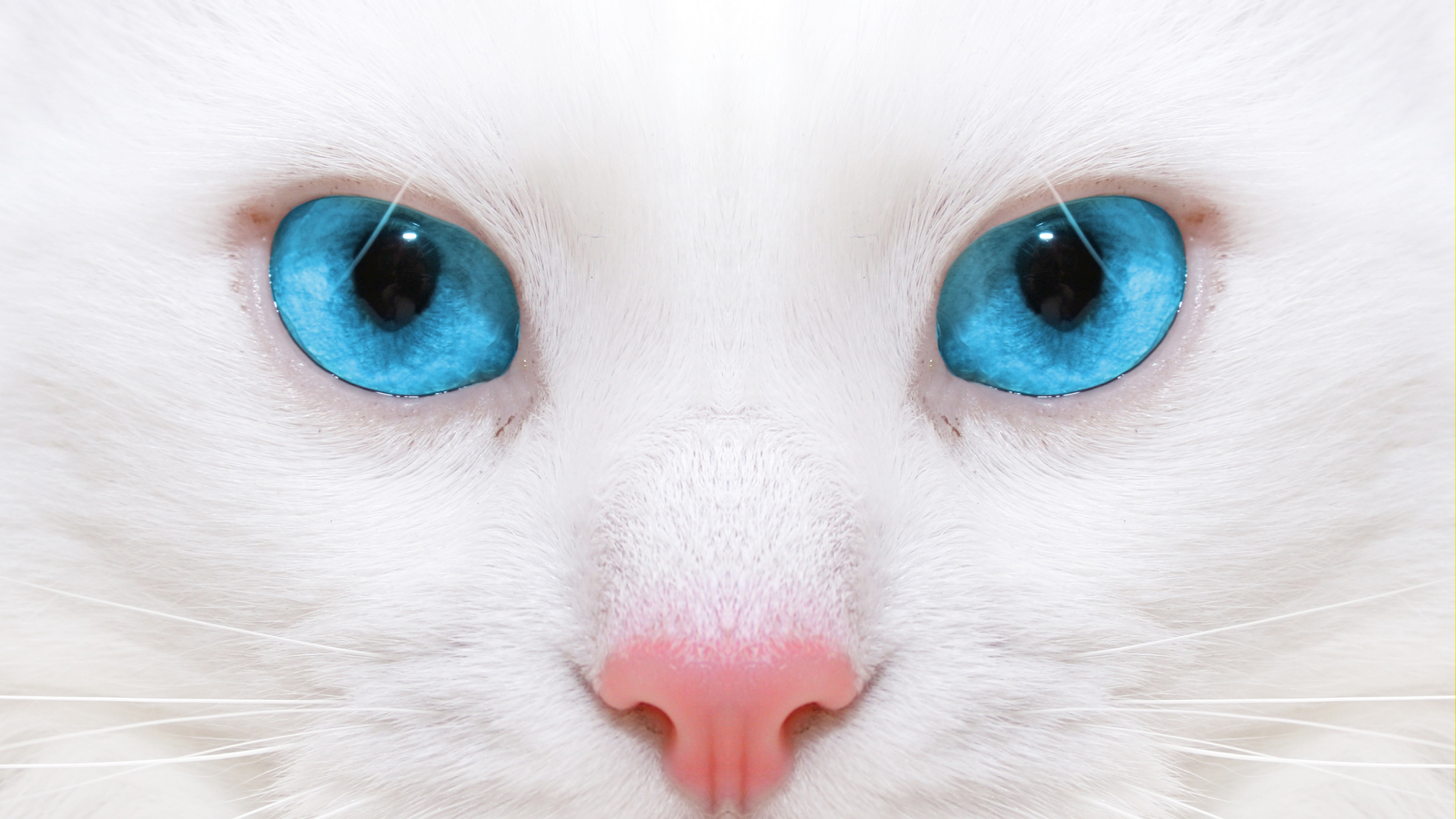 Wallpaper Beautiful, White Cat, Kitten, Close-up - White Cat Wallpaper Hd - 3840x2160 Wallpaper Wallpaper Beautiful, White Cat, Kitten, Close-up - White Cat Wallpaper Hd - 3840x2160 Wallpaper