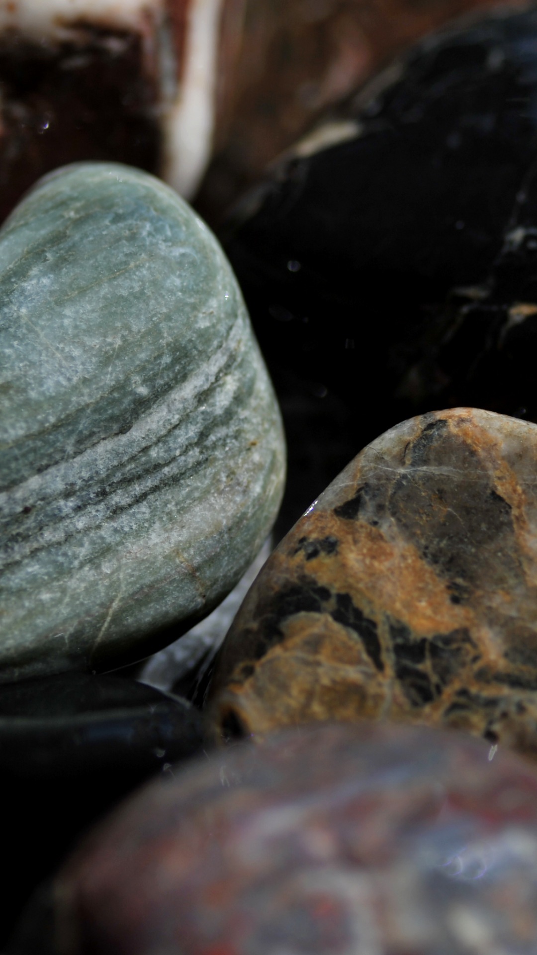 Kertas Dinding Untuk Latar Belakang - Baltic Clam - HD Wallpaper 