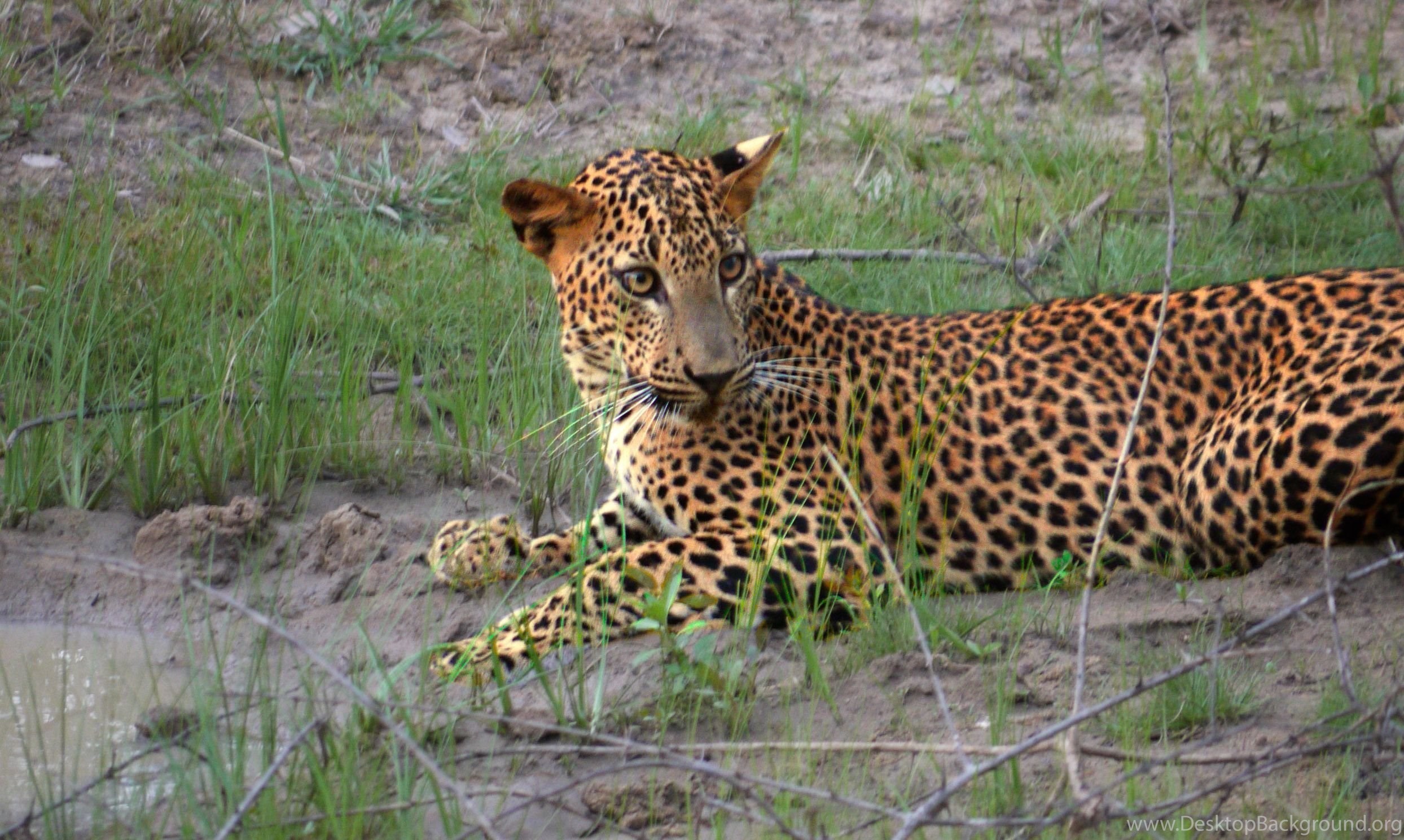 Wild Animal Wallpapers, Free Wallpapers, Cute Animals, - Wallpaper - HD Wallpaper 