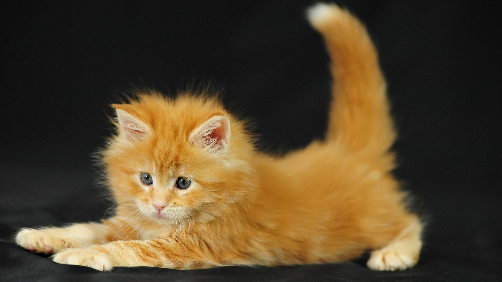 Desktop Wallpaper Download Hd Cat - Baby Orange Maine Coon - HD Wallpaper 