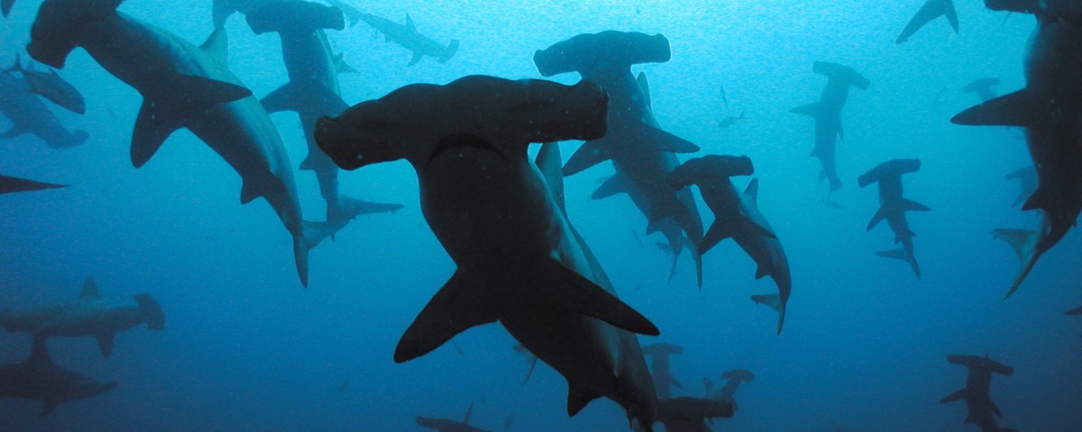 Hammerhead Shark In Sabah - HD Wallpaper 