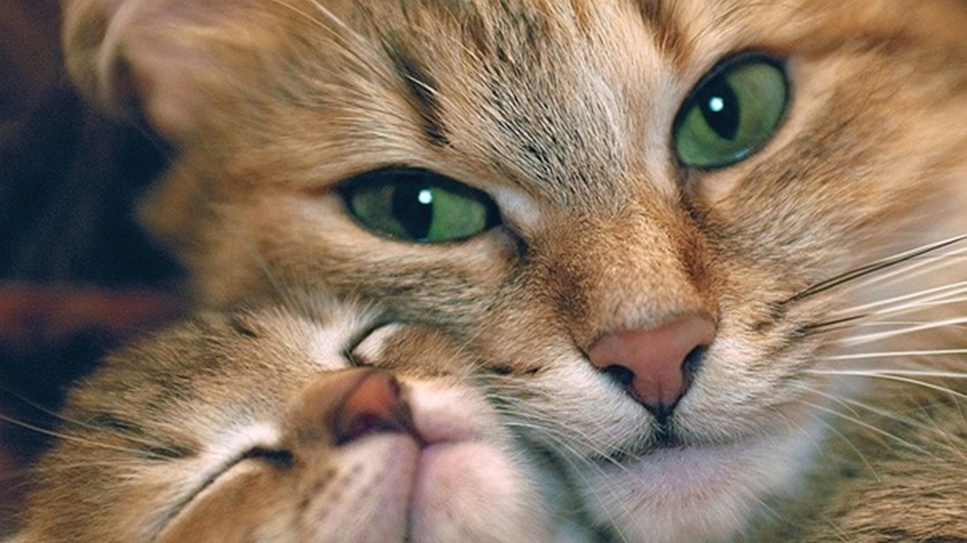 Free Cat Wallpaper Download 1366×768 - Kittens And Moms - HD Wallpaper 