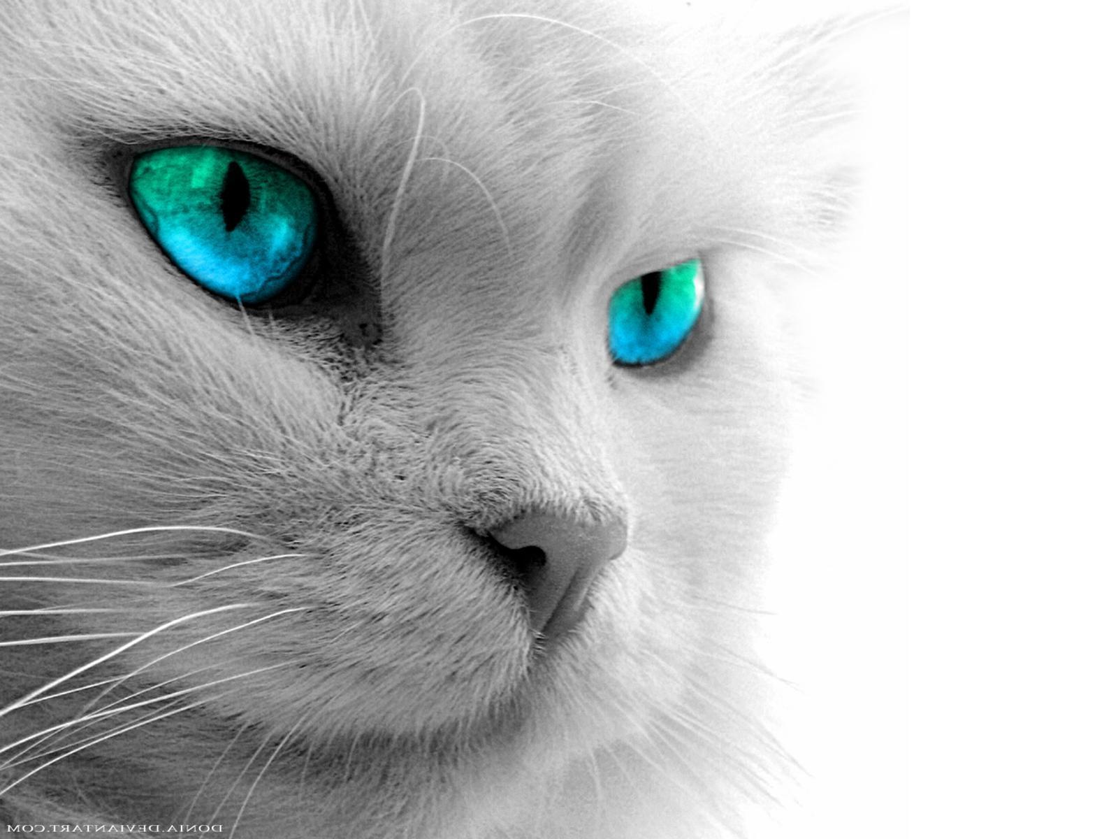 pics Black Cat With Red Eyes Wallpaper cat eyes 1600x1200 wallpaper teahub io