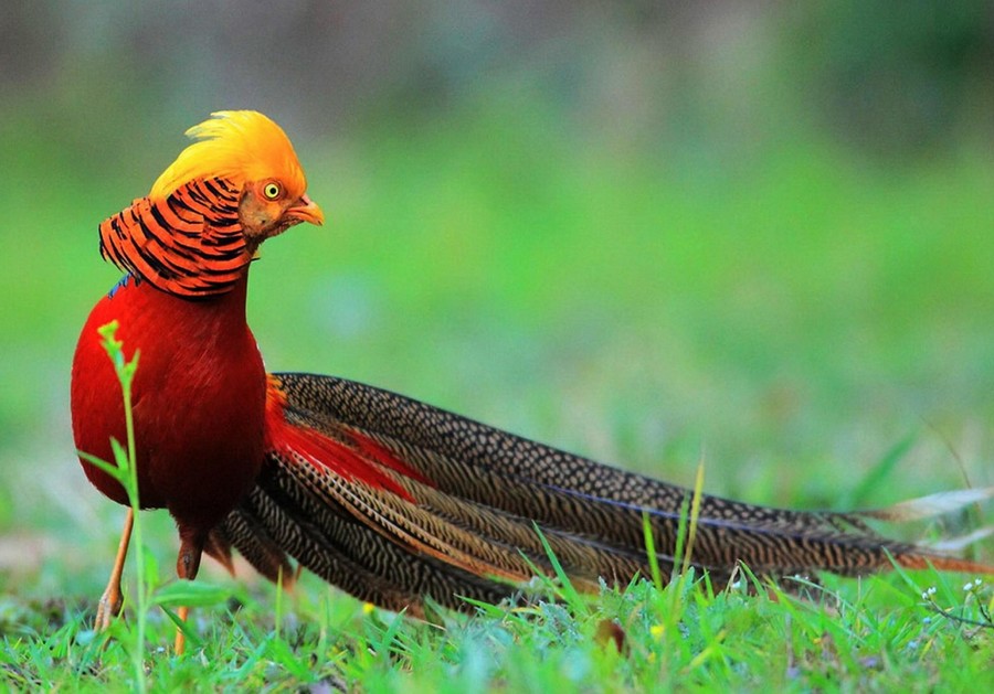 Burung Tercantik - Beautiful Birds In Pakistan - HD Wallpaper 