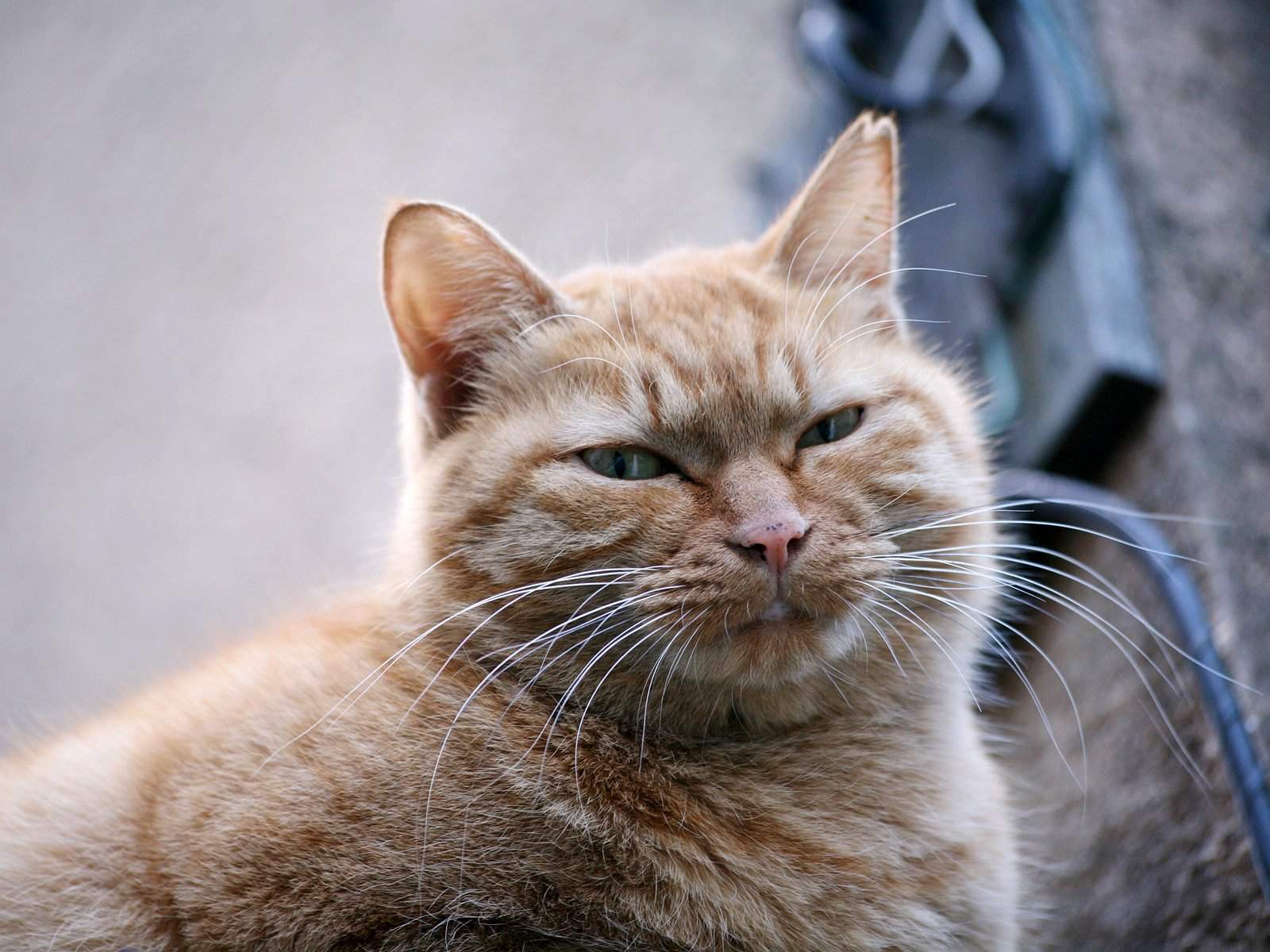 Hd Warrior Cats Background - Free Warrior Cat Background - HD Wallpaper 