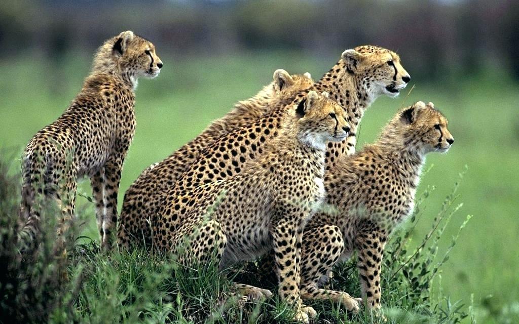 Wild Animal Wall Paper Wild Animal Wall Paper Safari - Animal Planet Full Hd - HD Wallpaper 