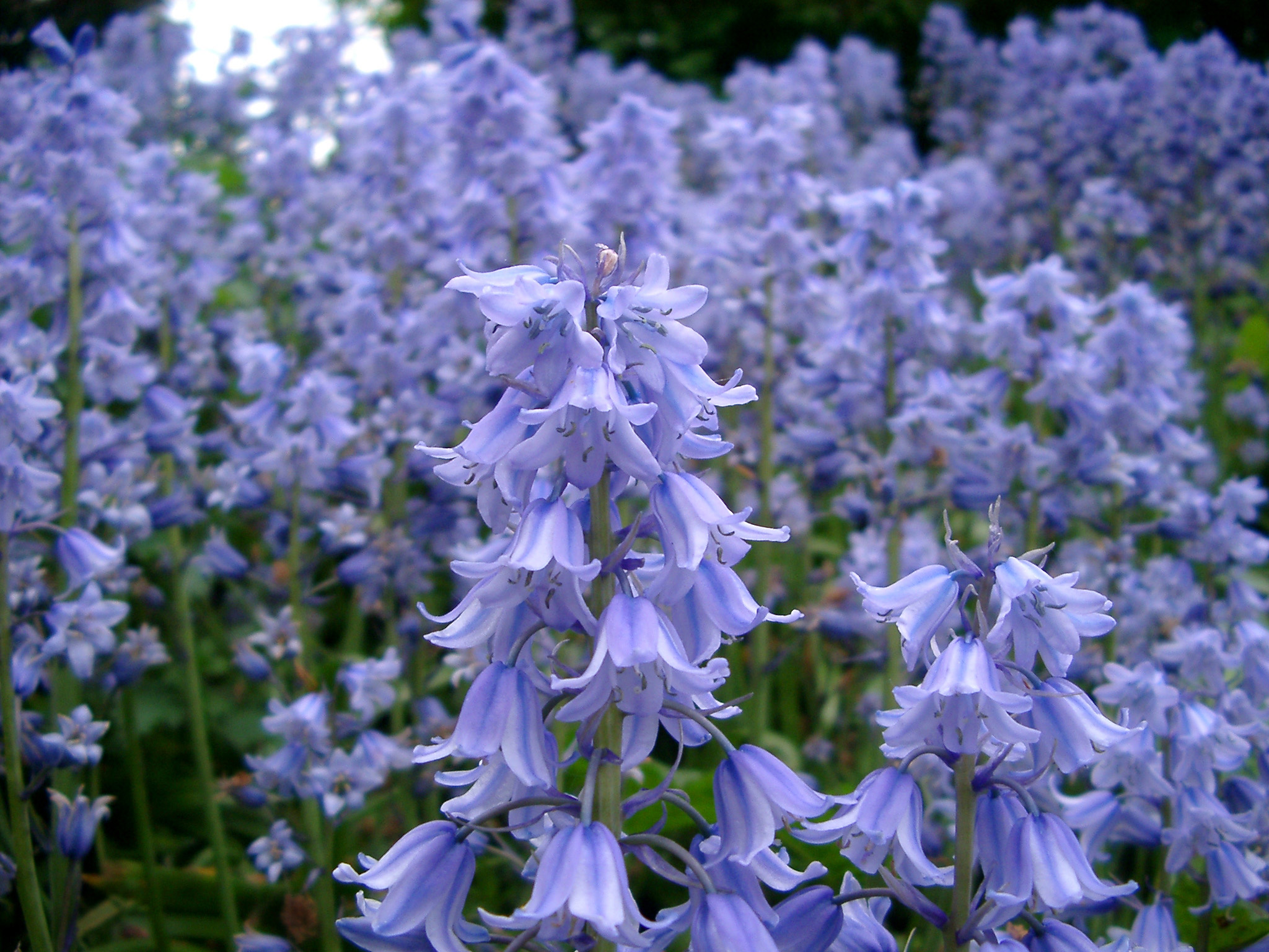 Blue Bell Flowers - HD Wallpaper 