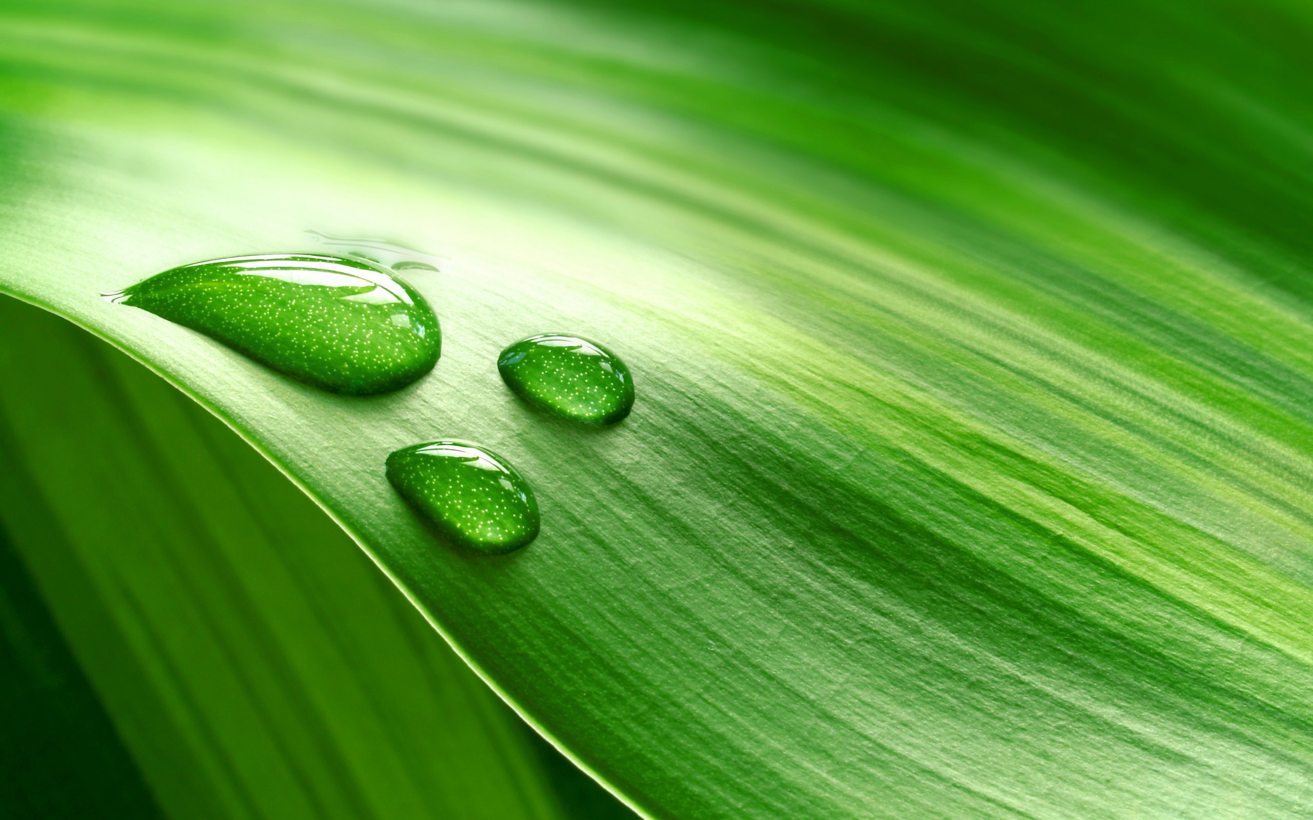Best Free Nature Wallpaper For Desktop - Dew Drops On Leaves - HD Wallpaper 